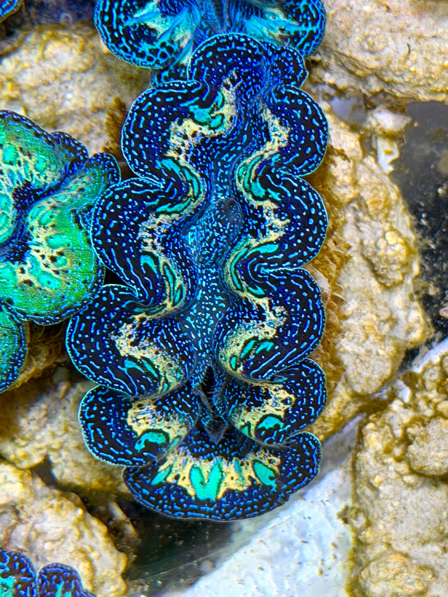 Ultra Rainbow Crocea Clam Captive Bred B