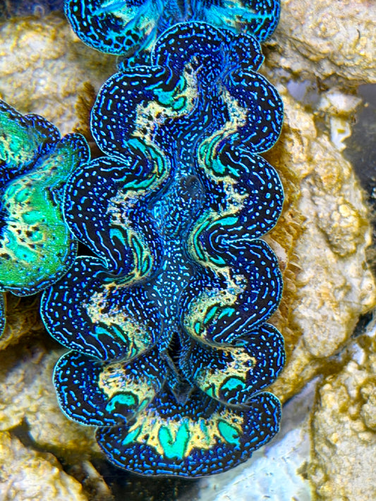 Ultra Rainbow Crocea Clam Captive Bred B