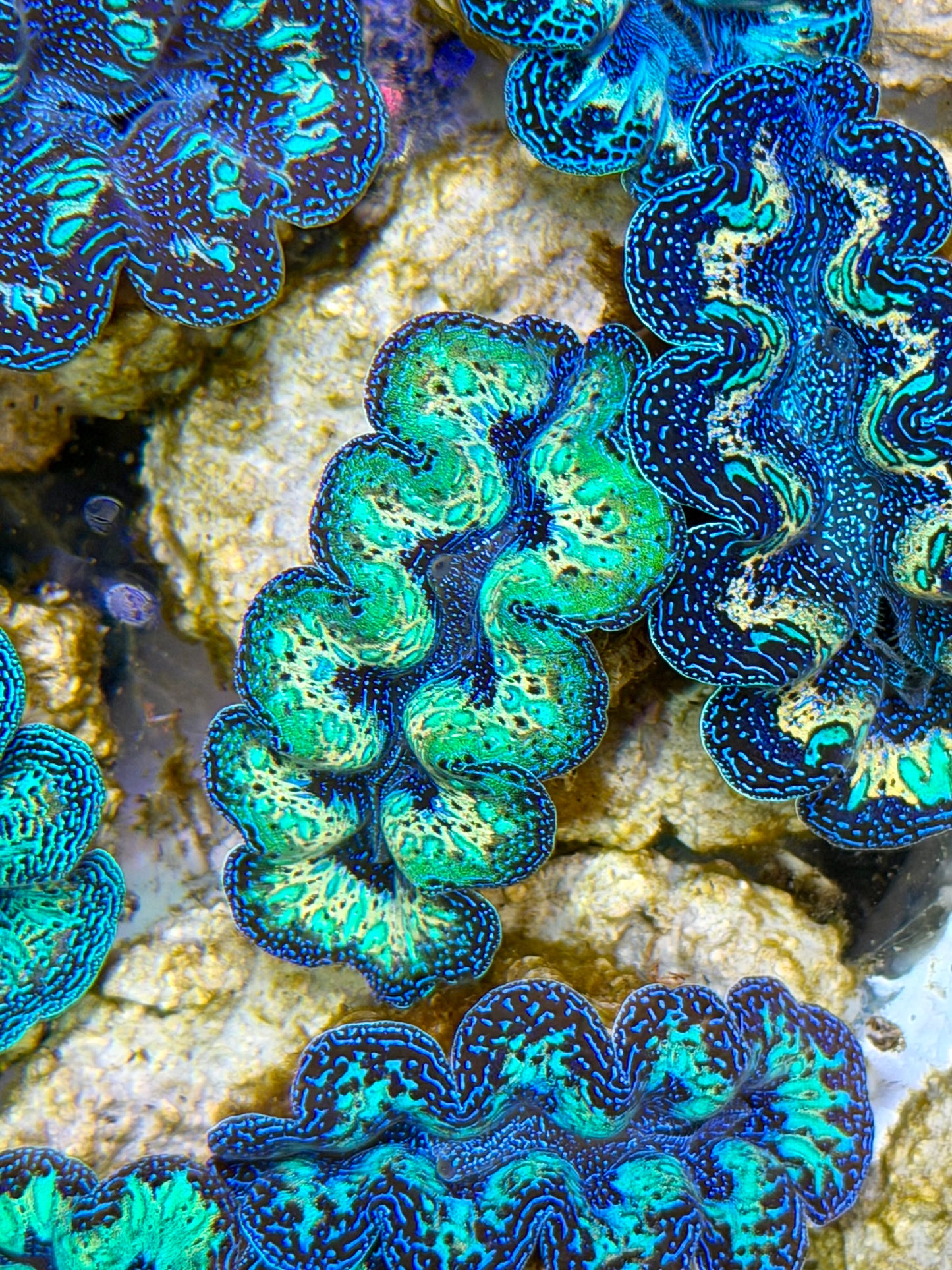 Ultra Super Neon Green Rainbow Crocea Clam Captive Bred B