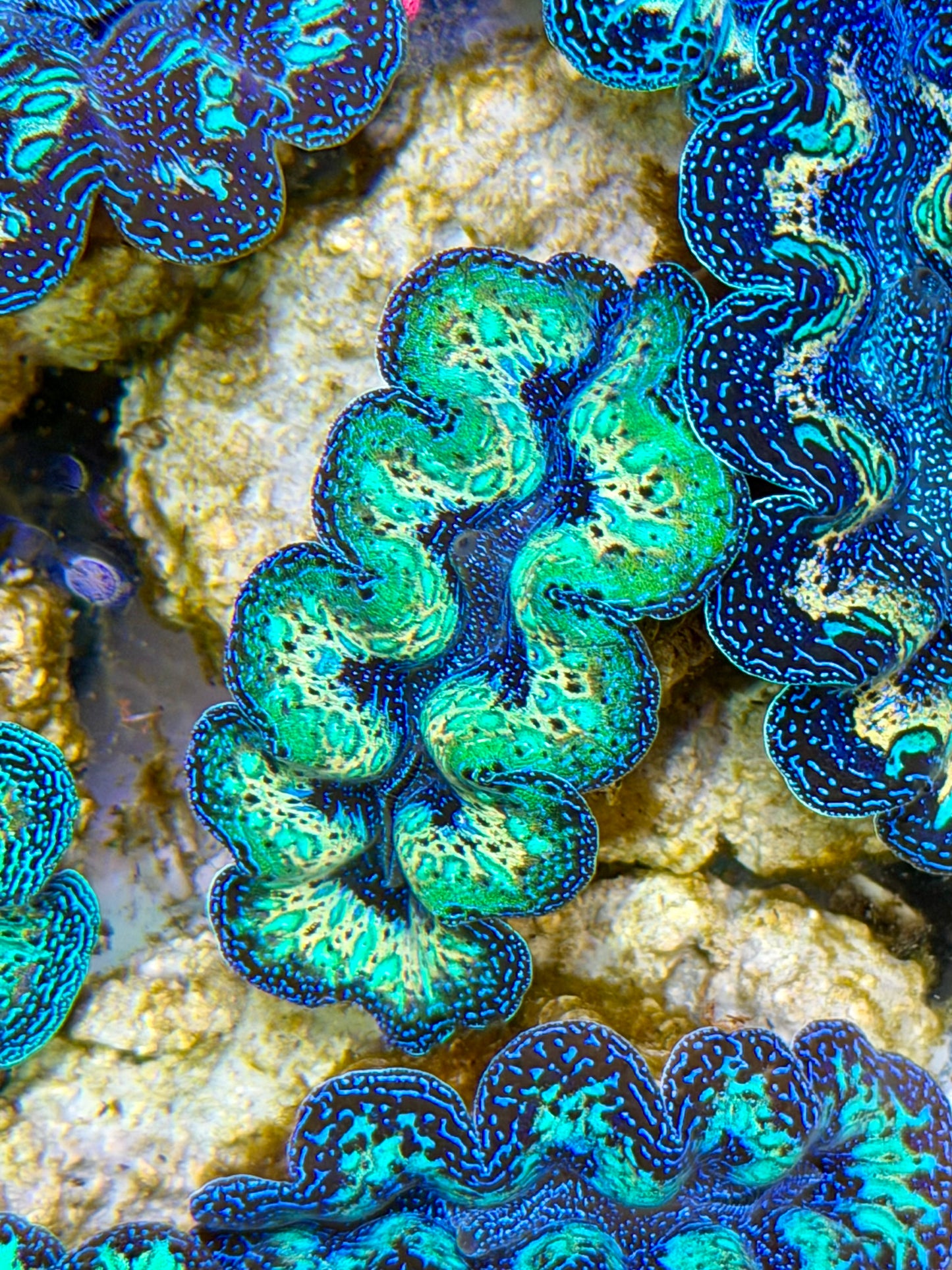 Ultra Super Neon Green Rainbow Crocea Clam Captive Bred B