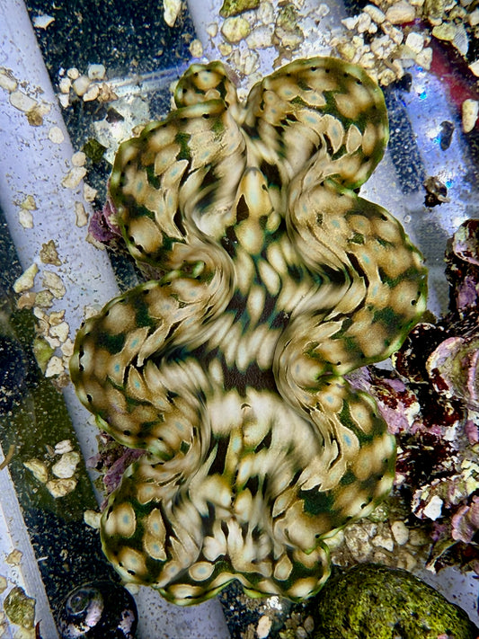 Squamosa #5