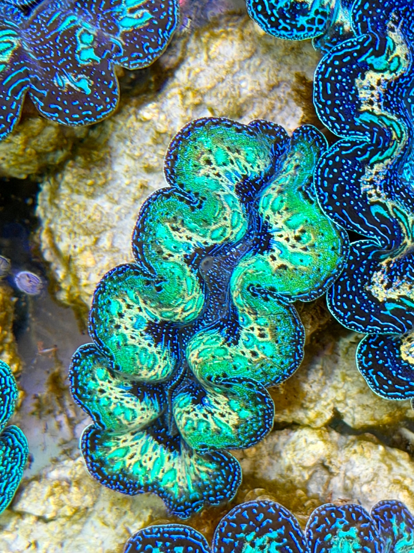 Ultra Super Neon Green Rainbow Crocea Clam Captive Bred B