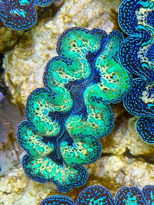 Ultra Super Neon Green Rainbow Crocea Clam Captive Bred B