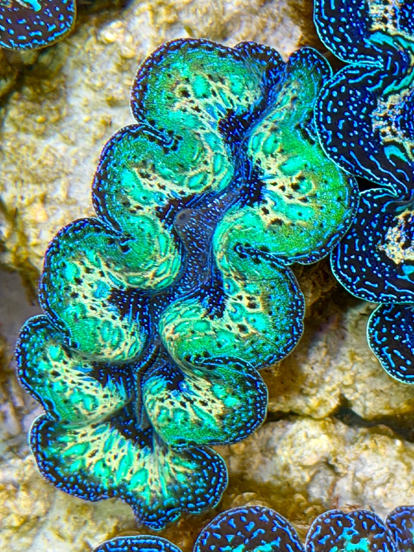 Ultra Super Neon Green Rainbow Crocea Clam Captive Bred B