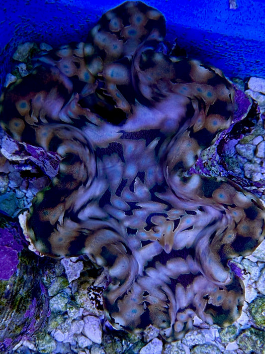 Squamosa T3 #1