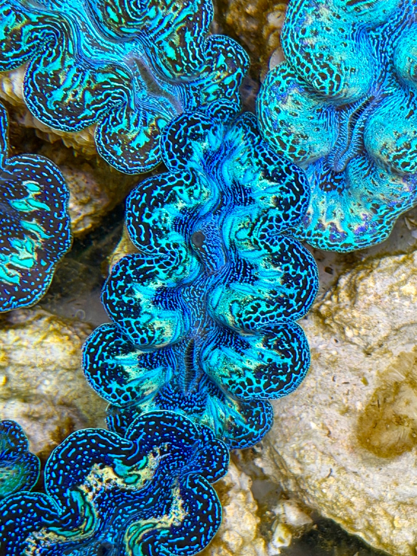 Ultra Black Rainbow Crocea Clam Captive Bred B