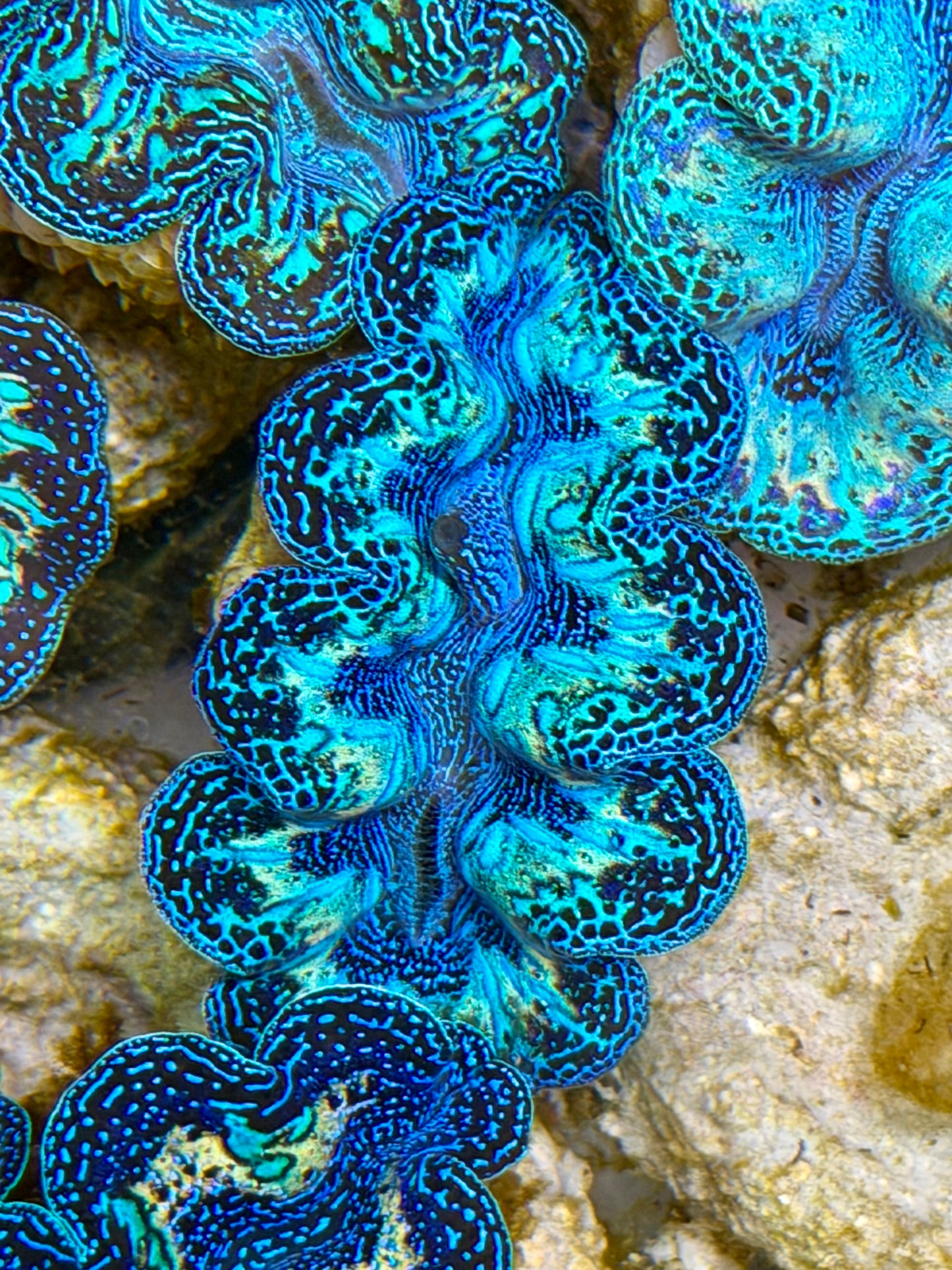 Ultra Black Rainbow Crocea Clam Captive Bred B