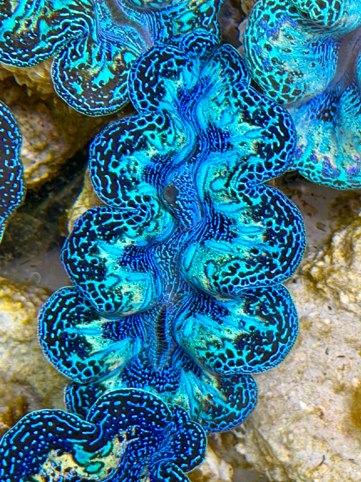 Ultra Black Rainbow Crocea Clam Captive Bred B