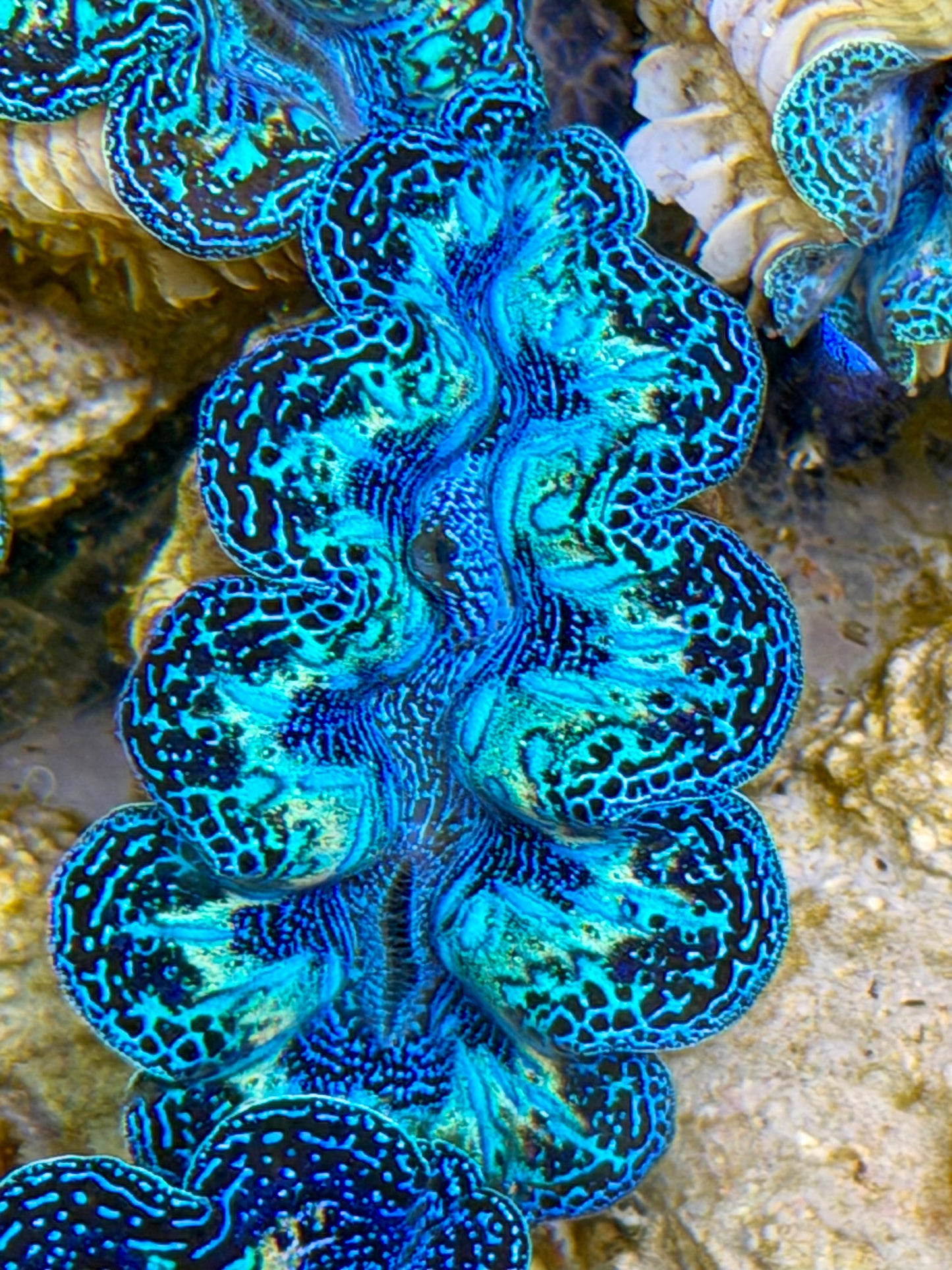 Ultra Black Rainbow Crocea Clam Captive Bred B