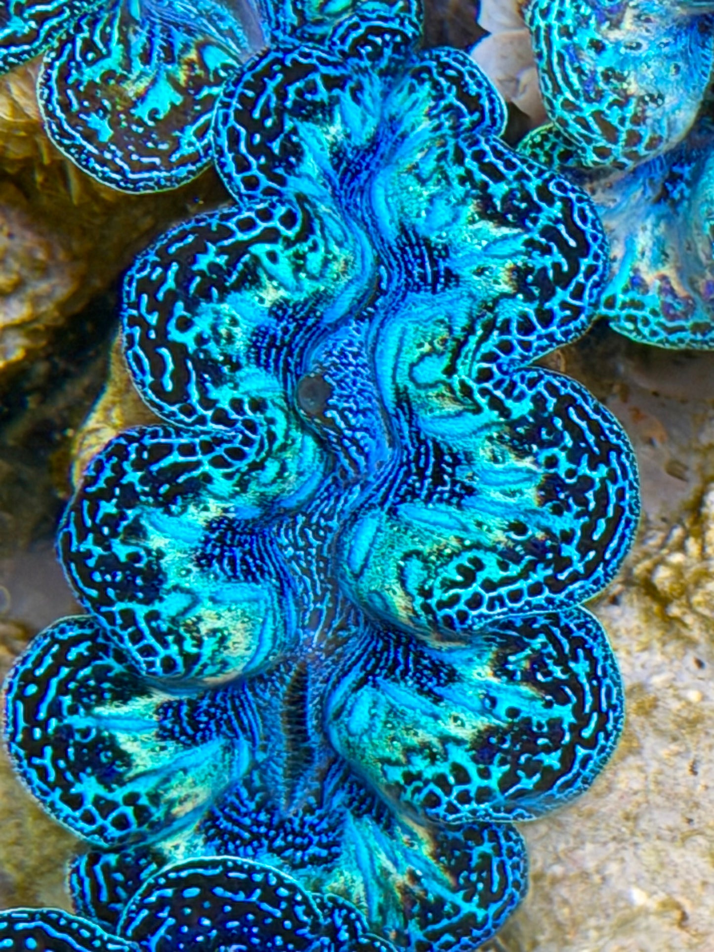 Ultra Black Rainbow Crocea Clam Captive Bred B