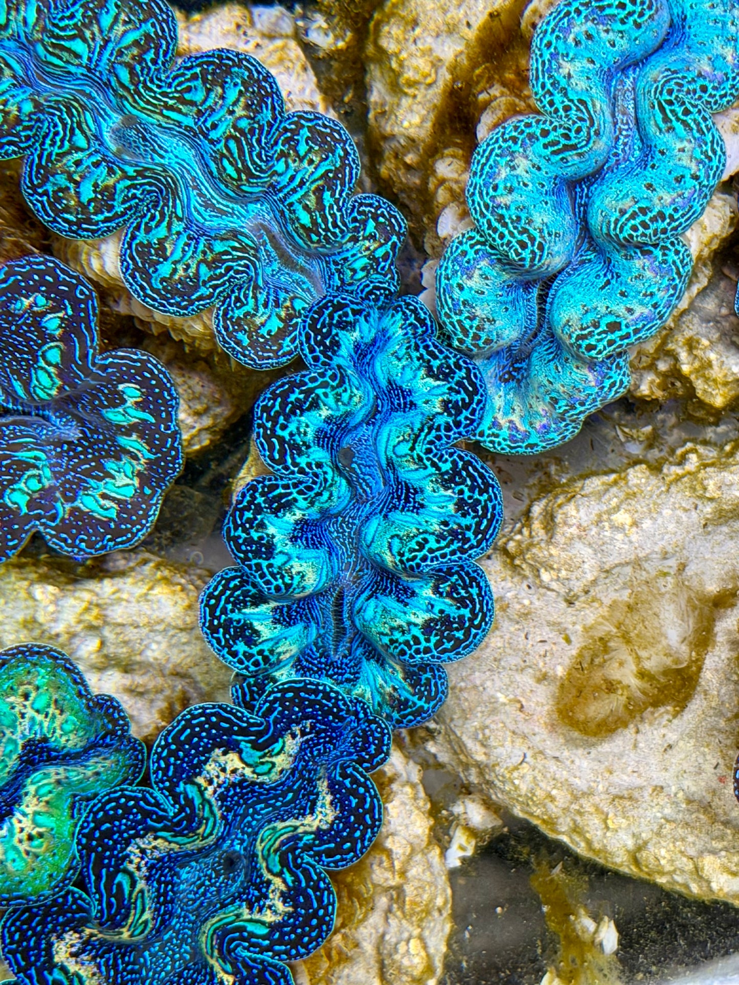 Ultra Black Rainbow Crocea Clam Captive Bred B