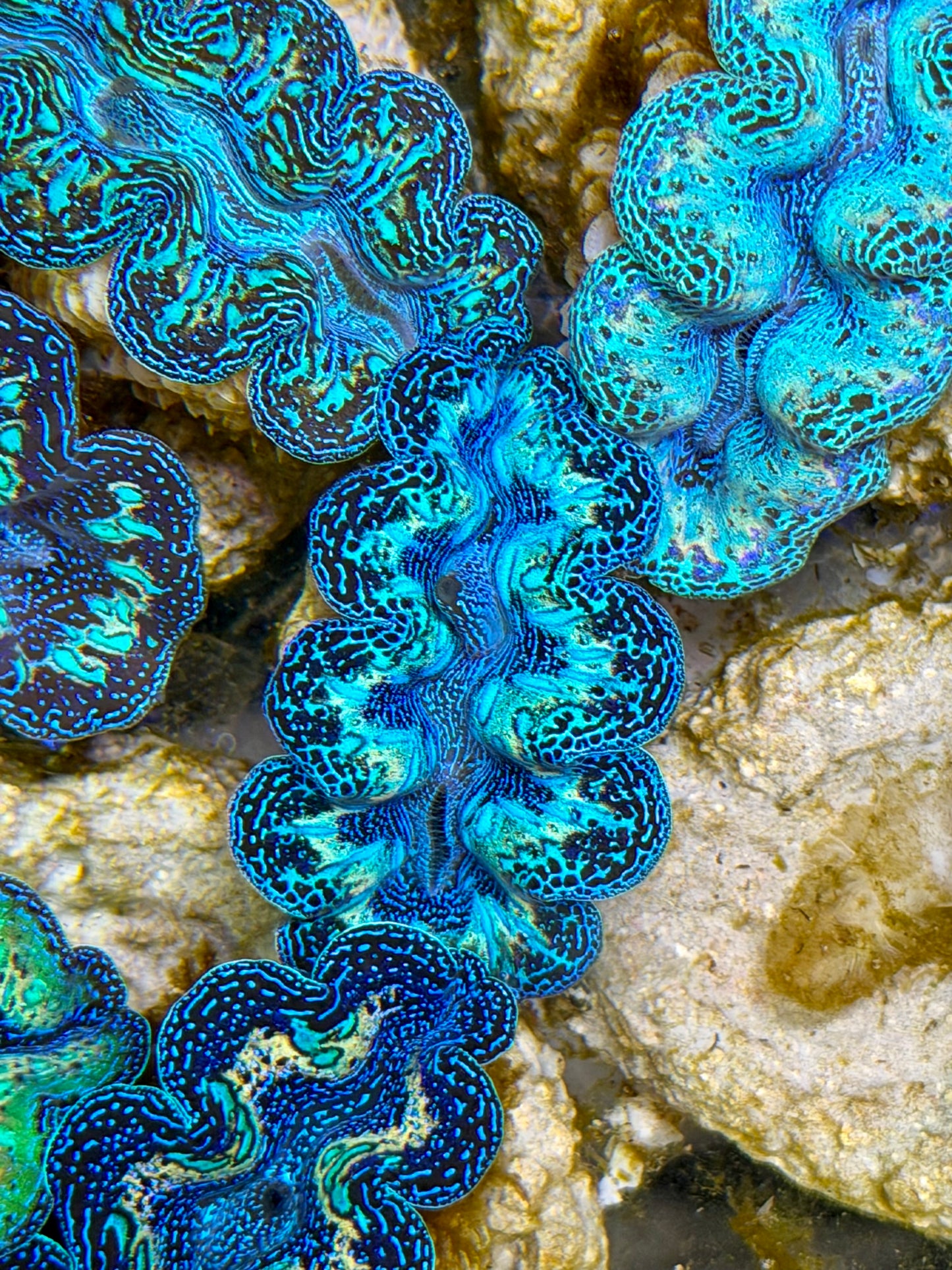 Ultra Black Rainbow Crocea Clam Captive Bred B