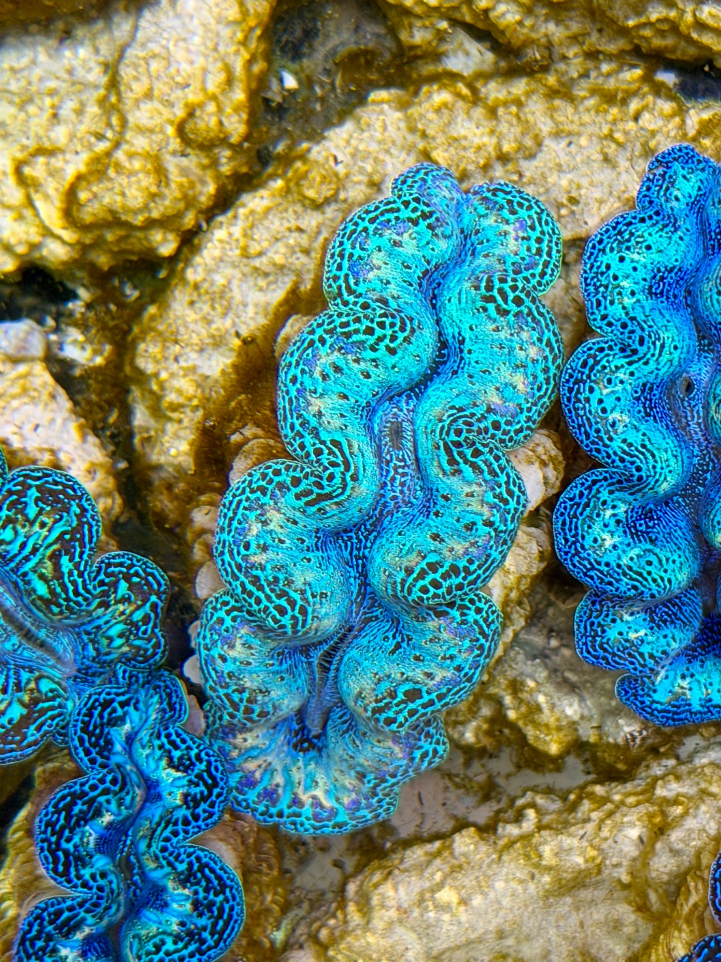 Ultra Rainbow Crocea Clam Captive Bred B