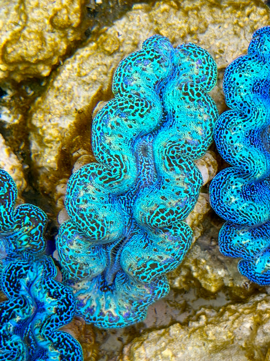Ultra Rainbow Crocea Clam Captive Bred B
