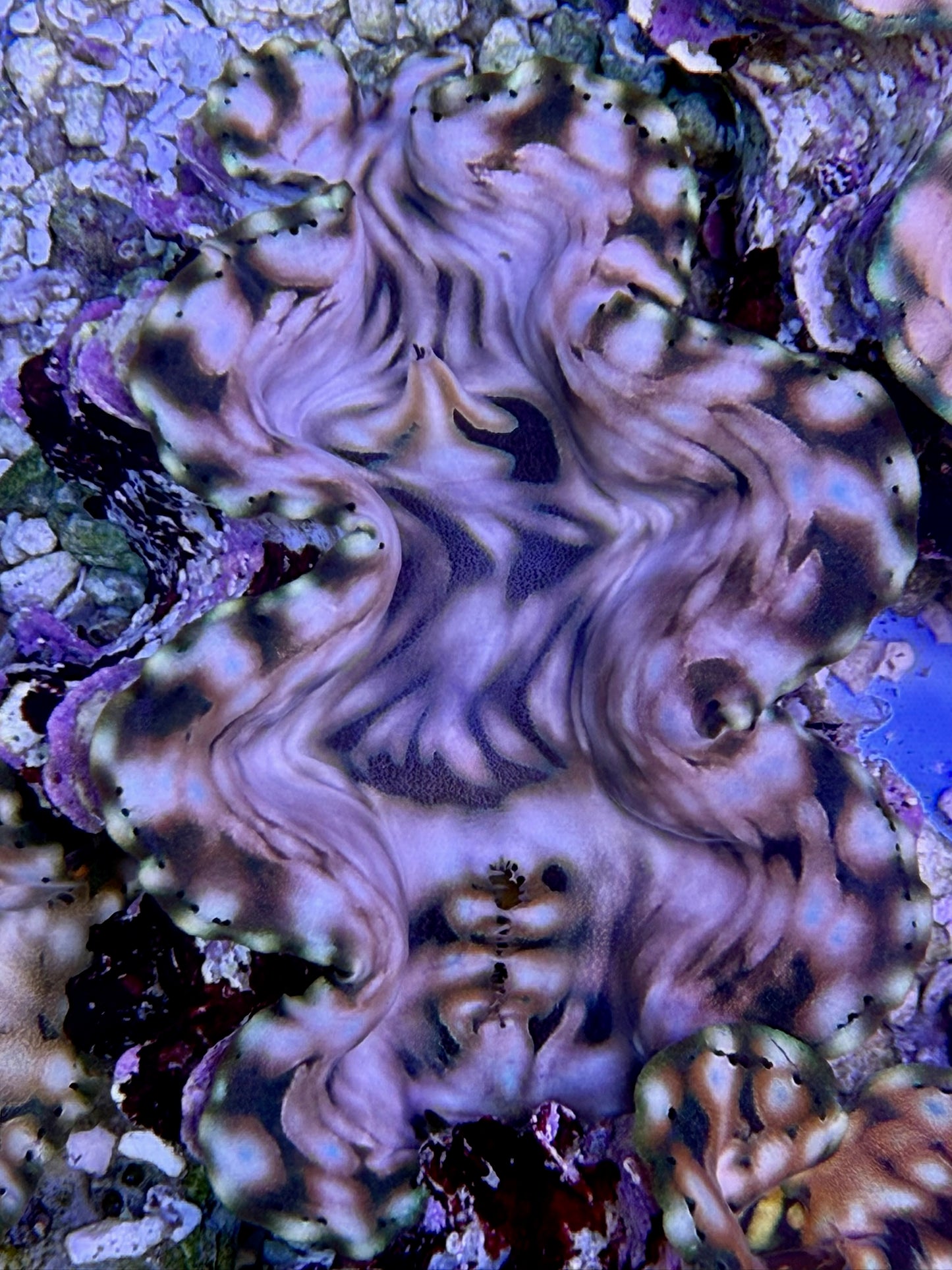 Squamosa T3 #5