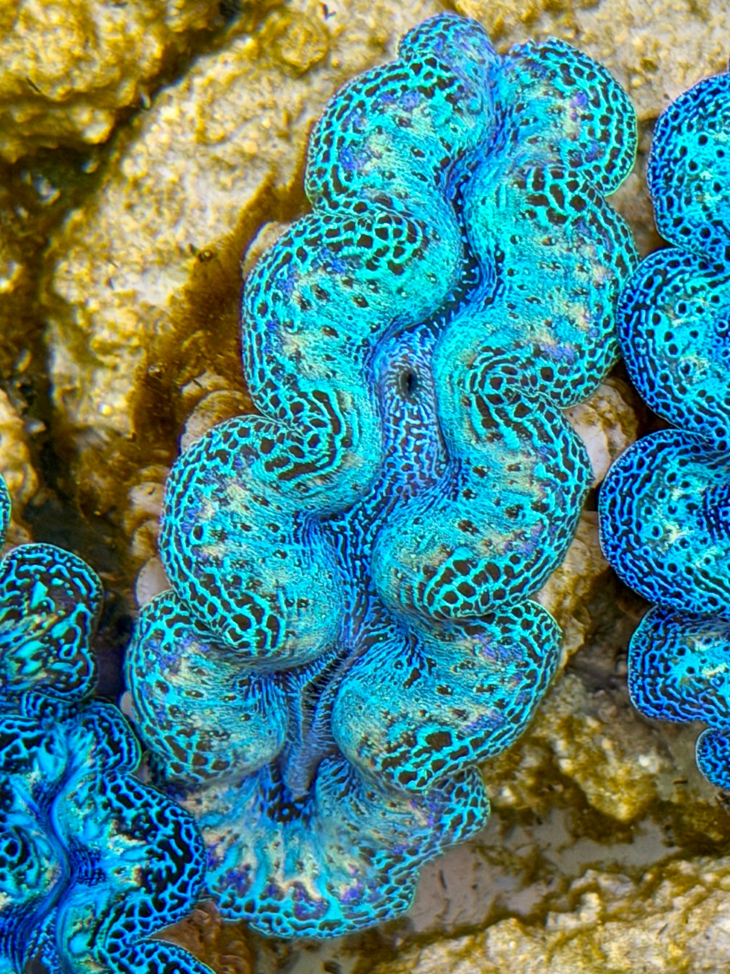 Ultra Rainbow Crocea Clam Captive Bred B