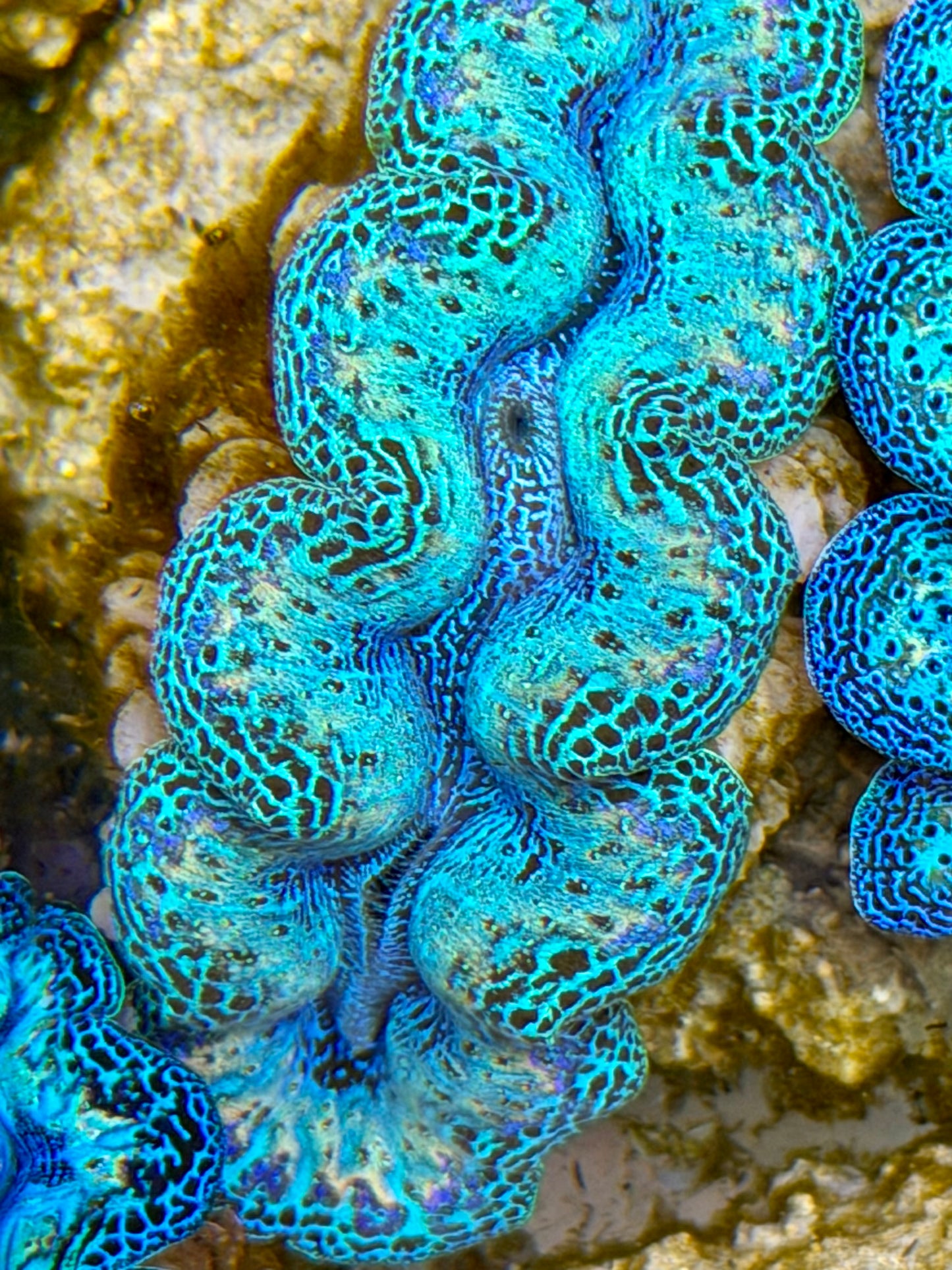Ultra Rainbow Crocea Clam Captive Bred B
