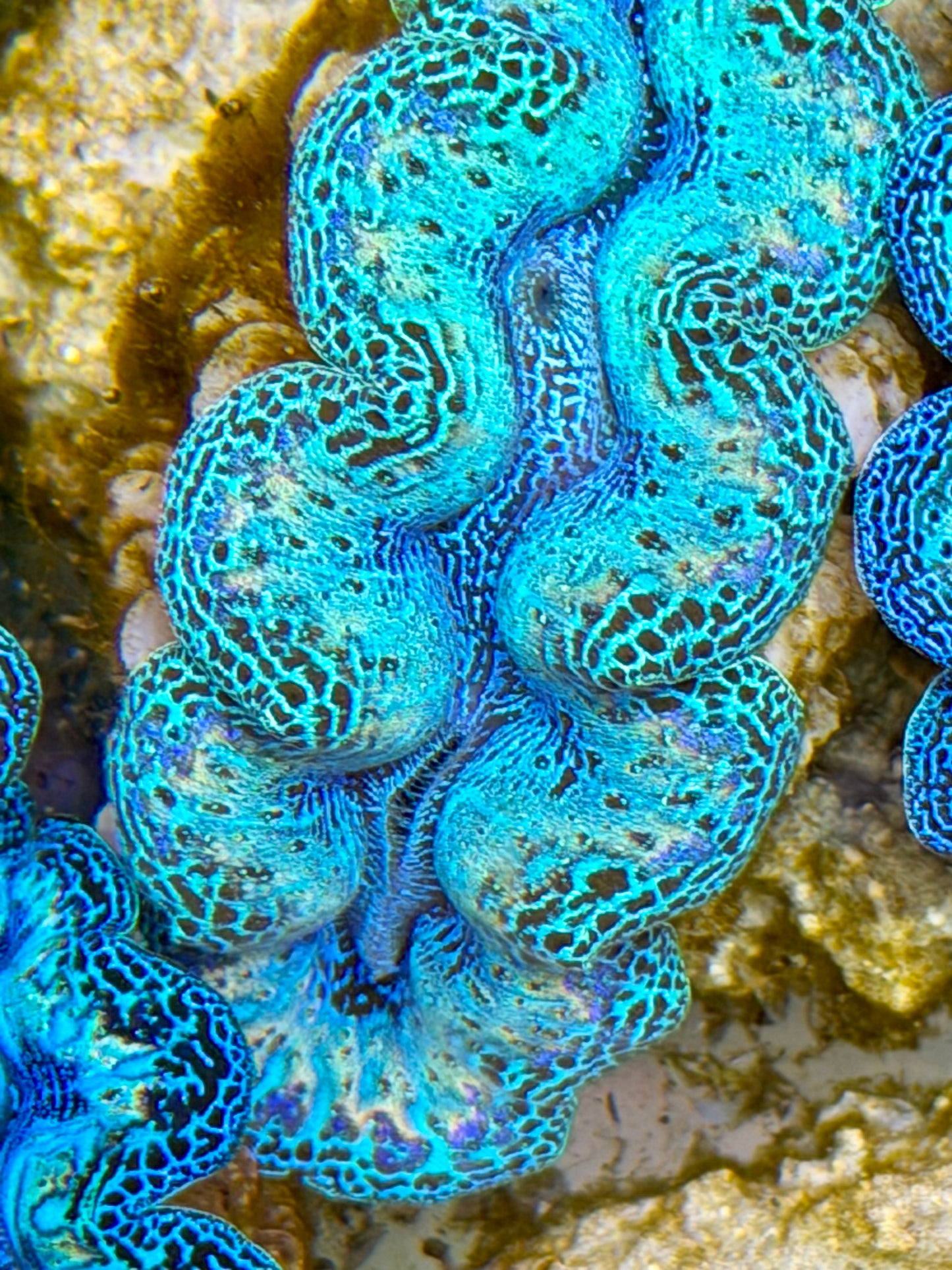 Ultra Rainbow Crocea Clam Captive Bred B