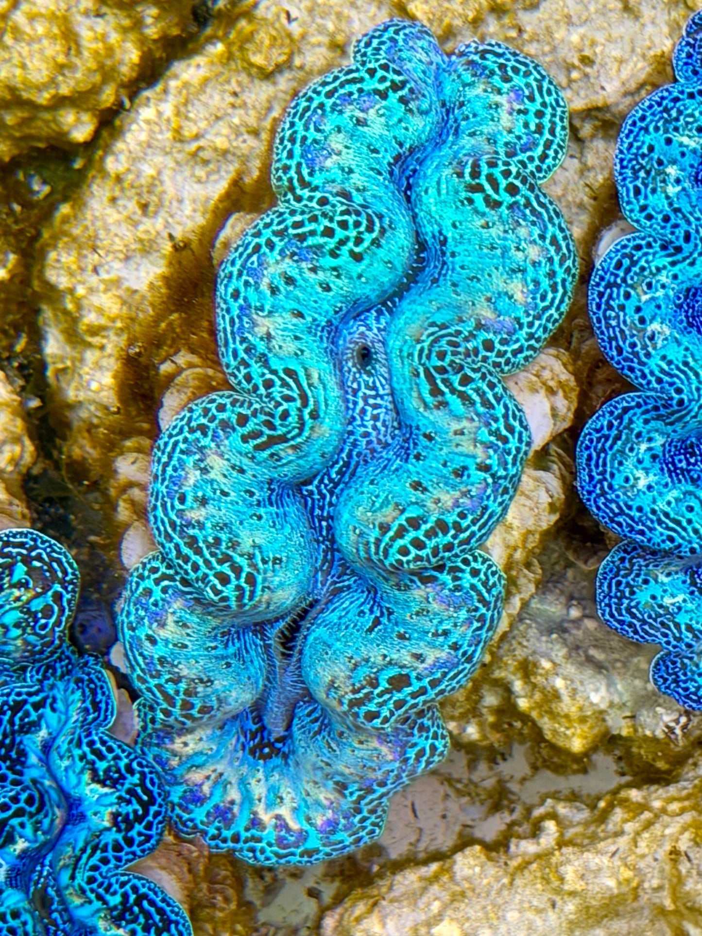 Ultra Rainbow Crocea Clam Captive Bred B