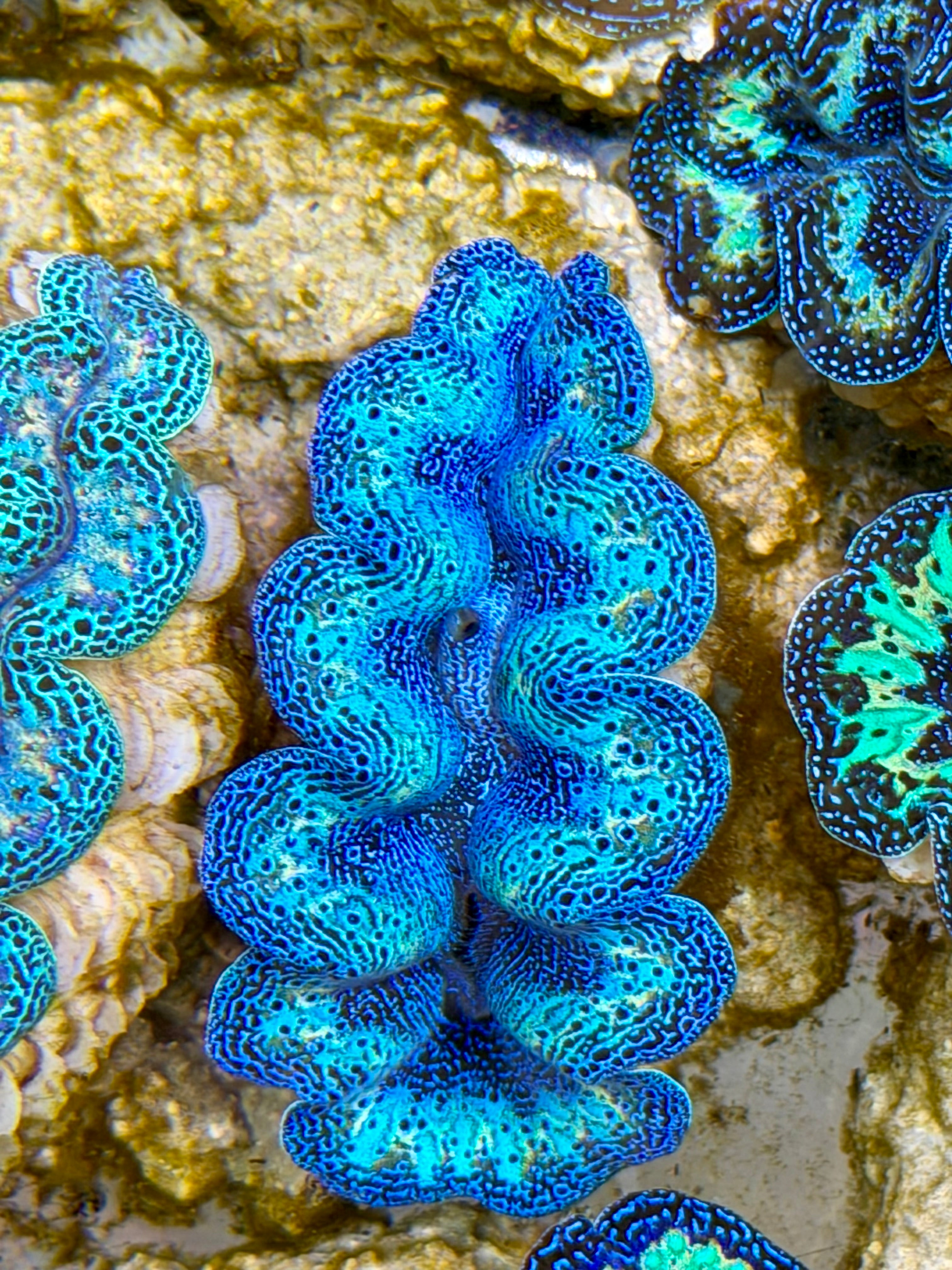 Ultra Semi Rainbow Crocea Clam Captive Bred B – Clam Mania