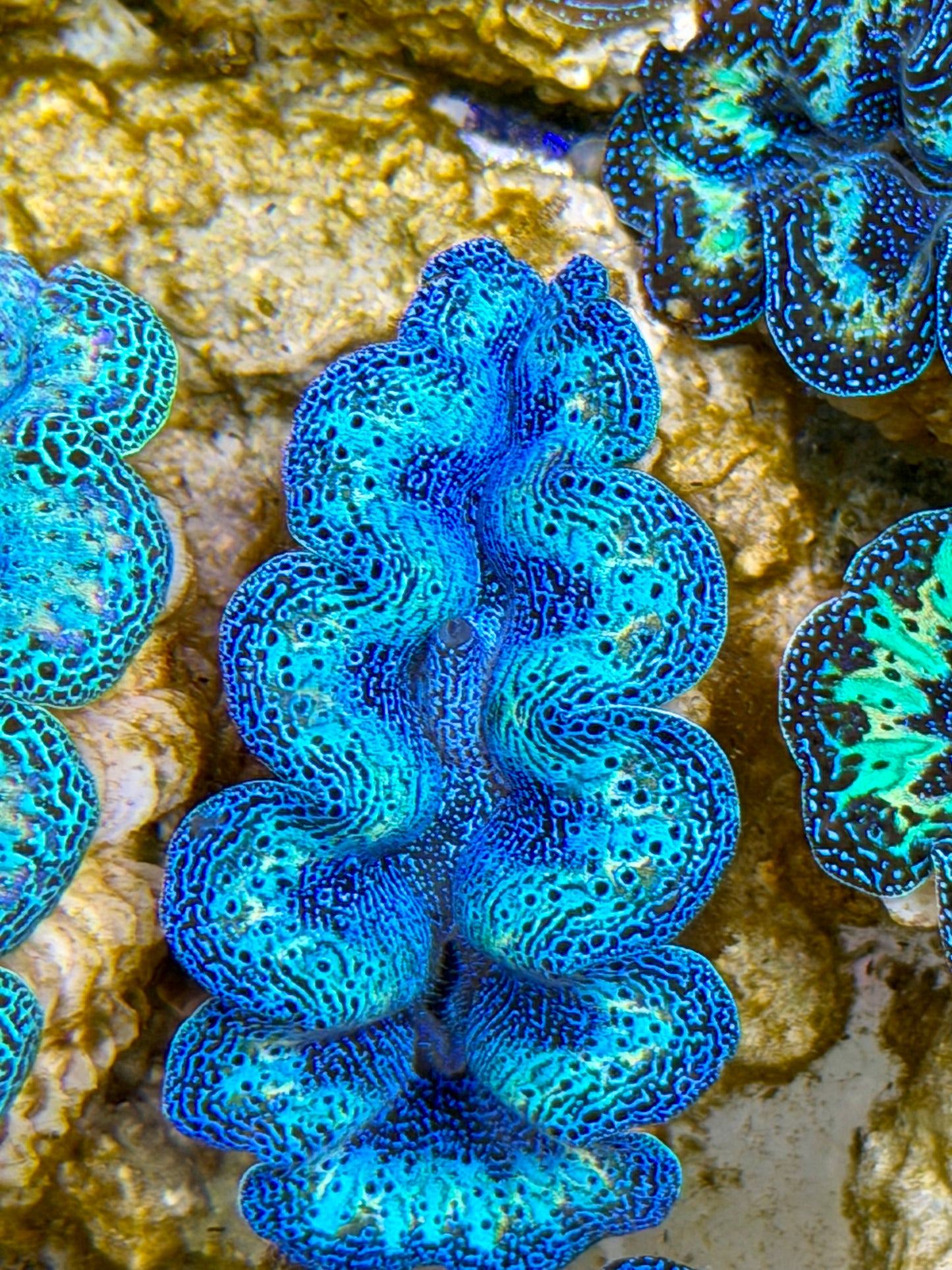 Ultra Semi Rainbow Crocea Clam Captive Bred B