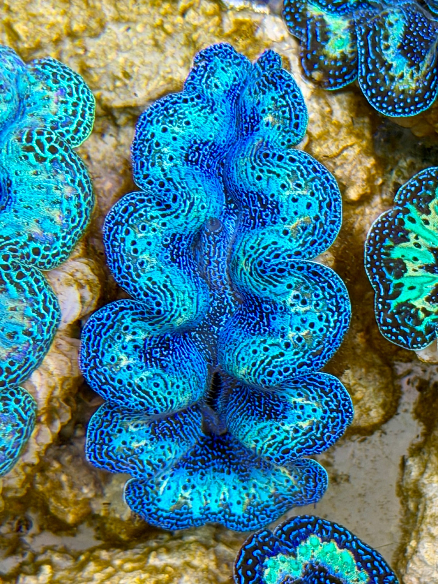Ultra Semi Rainbow Crocea Clam Captive Bred B