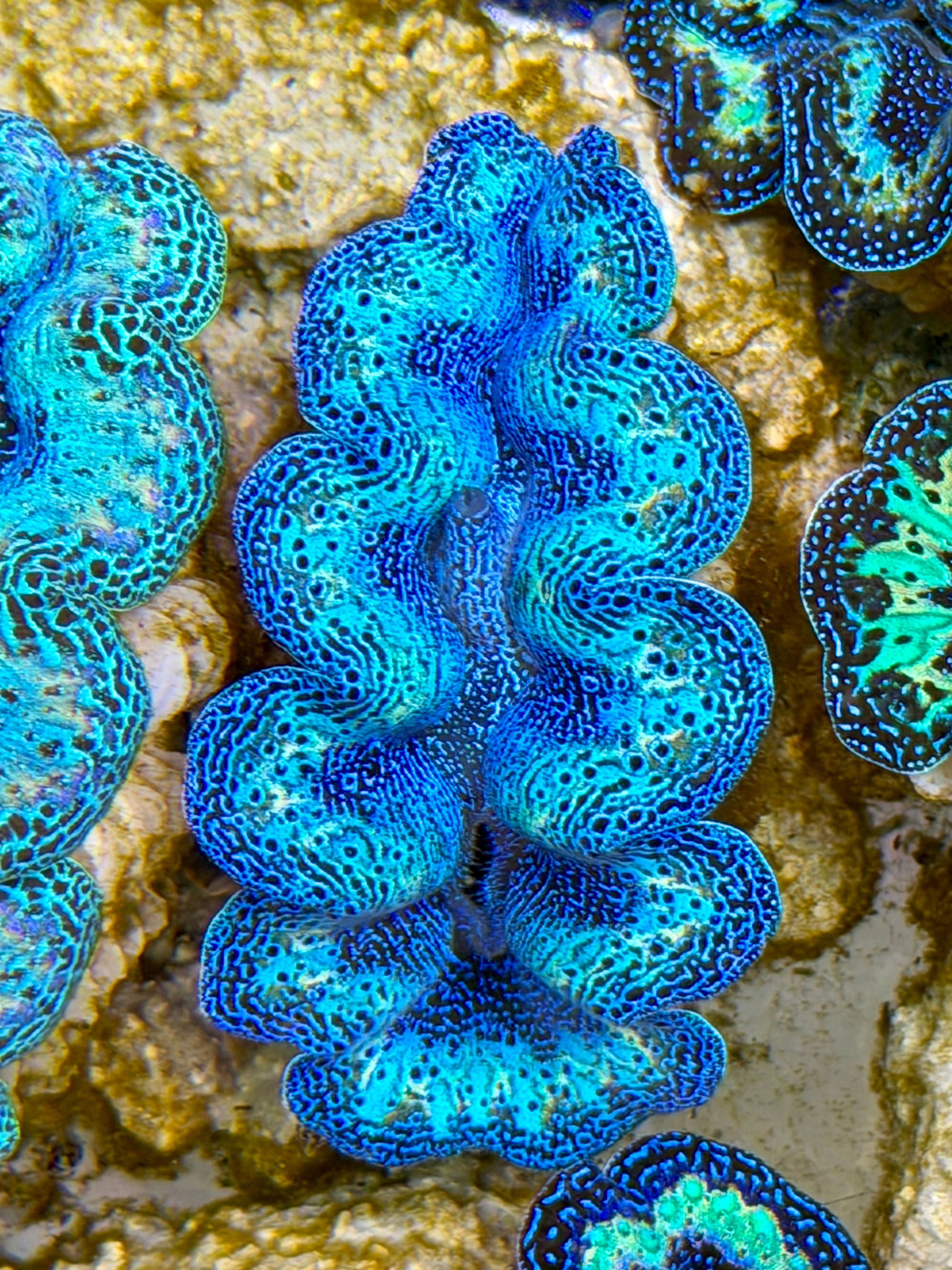 貝殻 Coluzea Groschi Ultra Semi Rainbow Crocea Clam Captive Bred B – Clam Mania