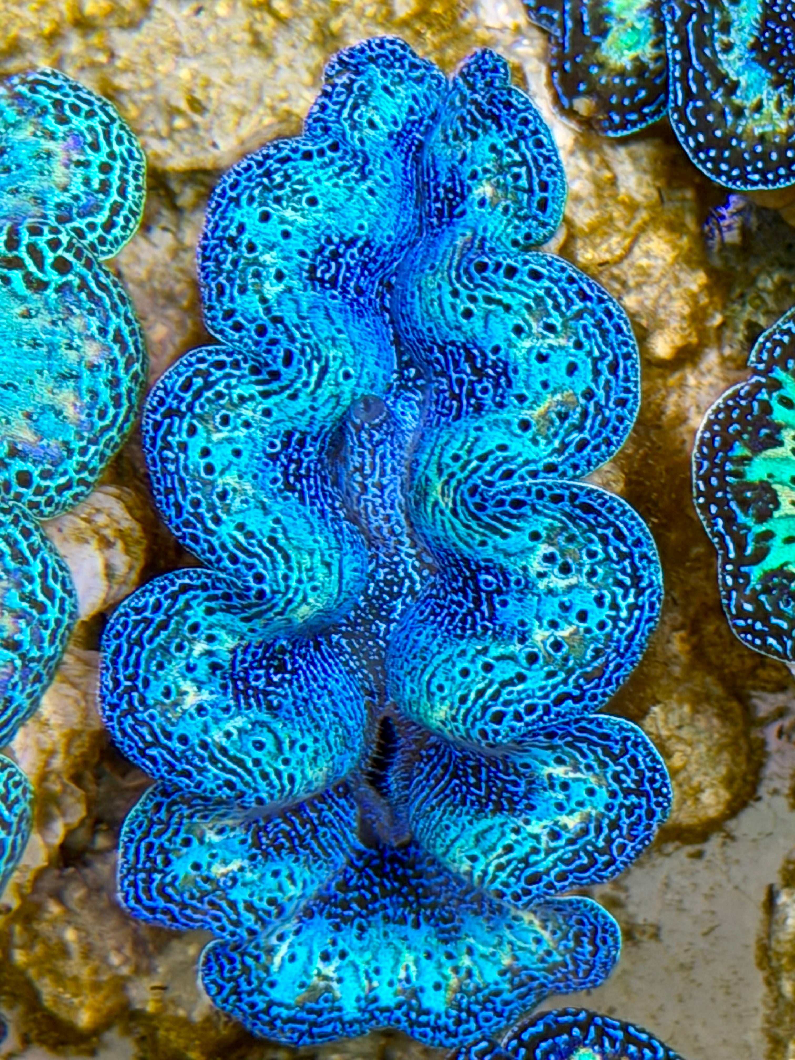 貝殻 Coluzea Groschi Ultra Semi Rainbow Crocea Clam Captive Bred B – Clam Mania