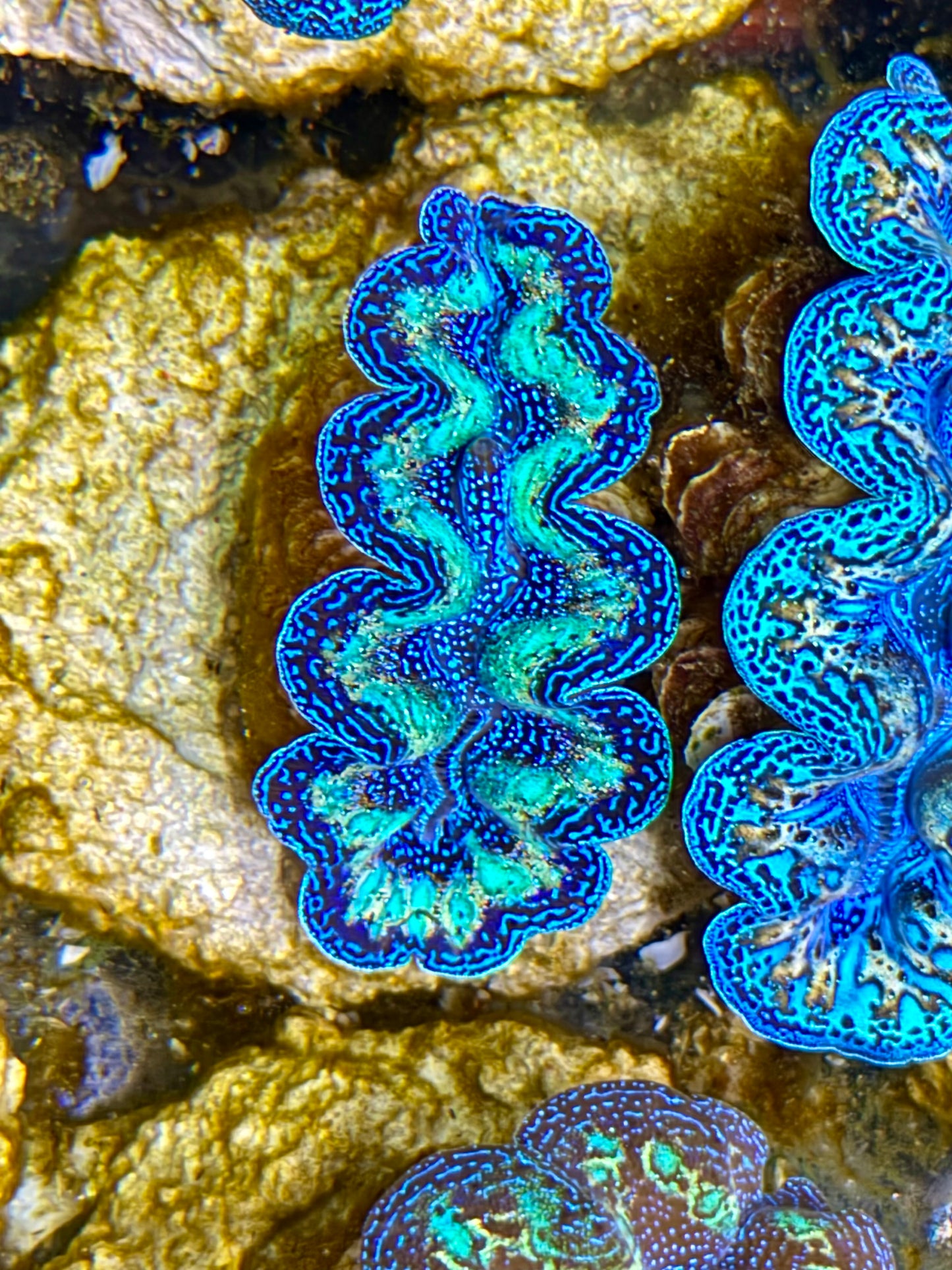 Ultra Rainbow Crocea Clam Captive Bred B