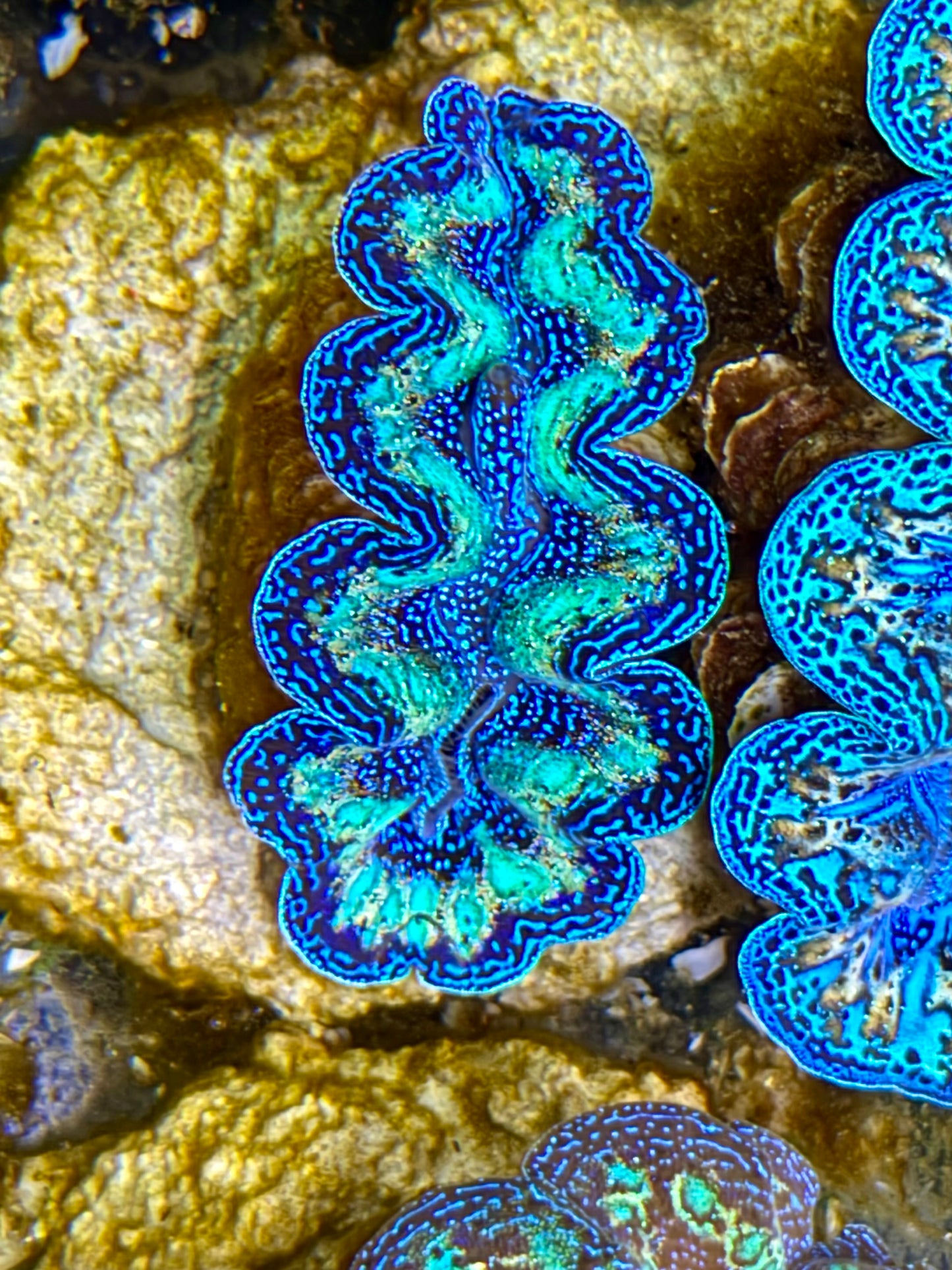Ultra Rainbow Crocea Clam Captive Bred B