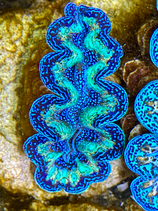 Ultra Rainbow Crocea Clam Captive Bred B