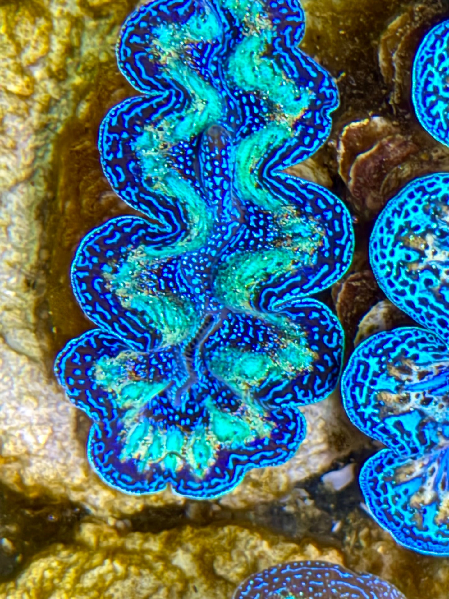 Ultra Rainbow Crocea Clam Captive Bred B