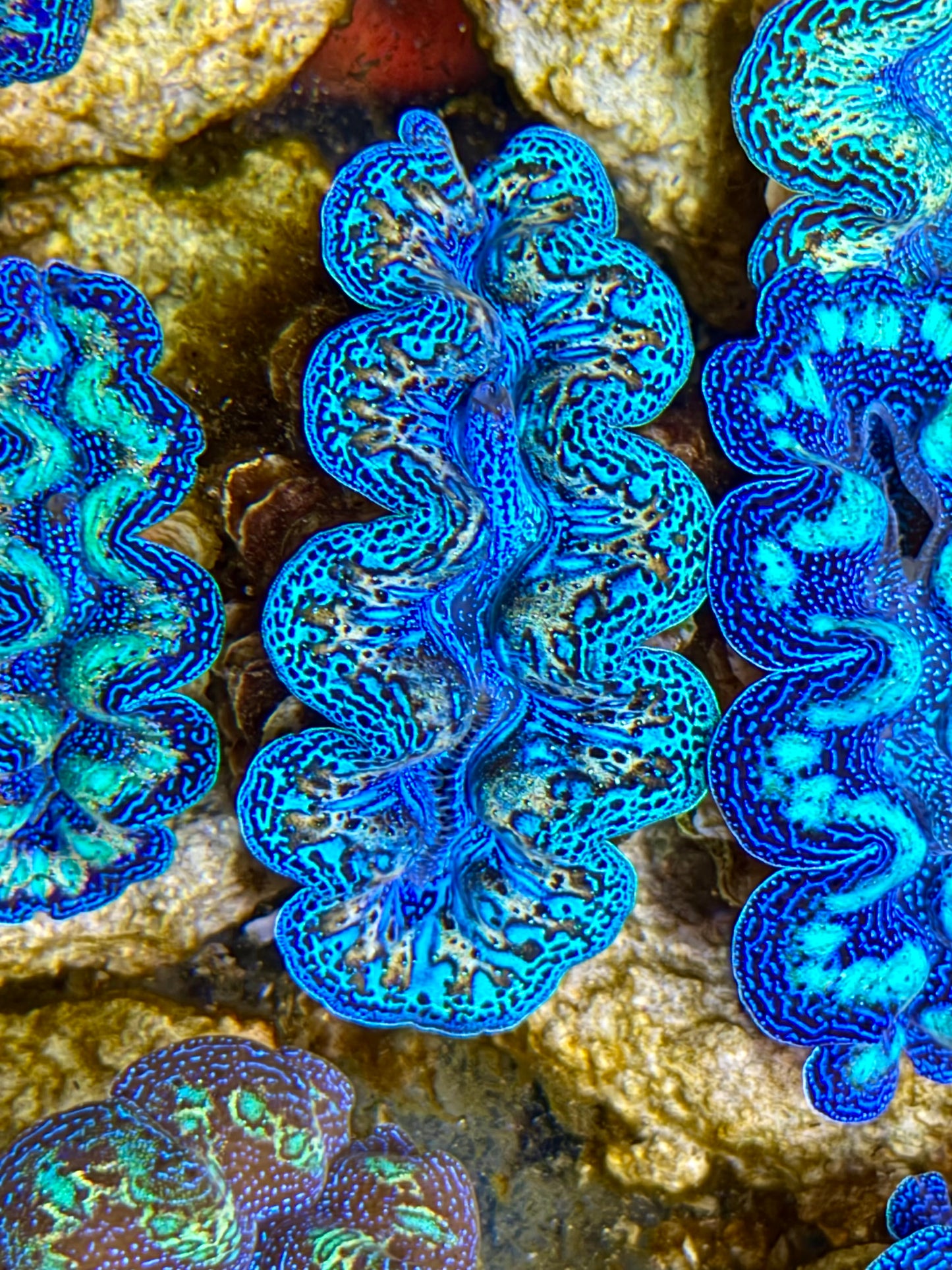 Ultra Rainbow Crocea Clam Captive Bred B