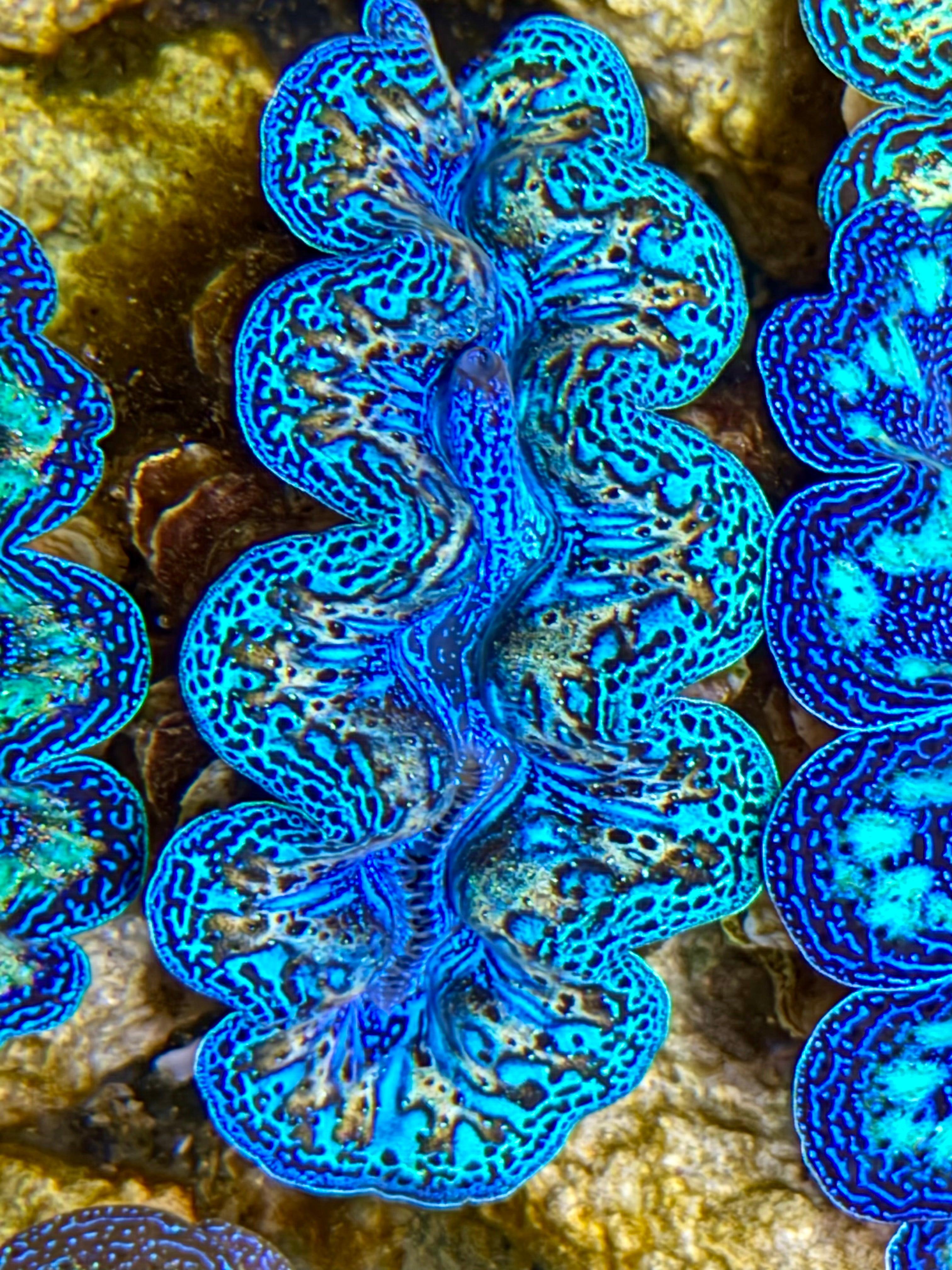 Group B Clamshell Ultra Rainbow Crocea Clam Captive Bred B – Clam Mania