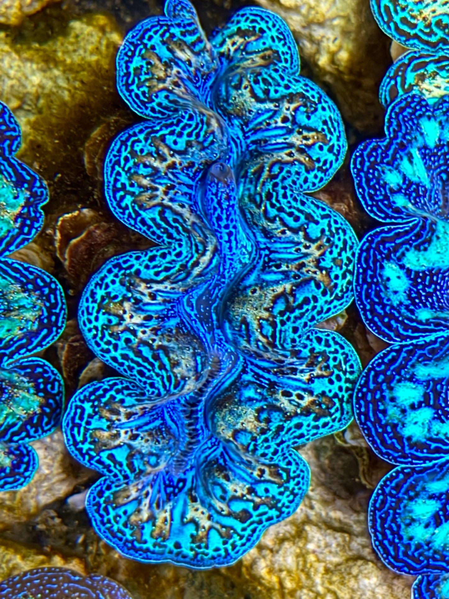 Ultra Rainbow Crocea Clam Captive Bred B