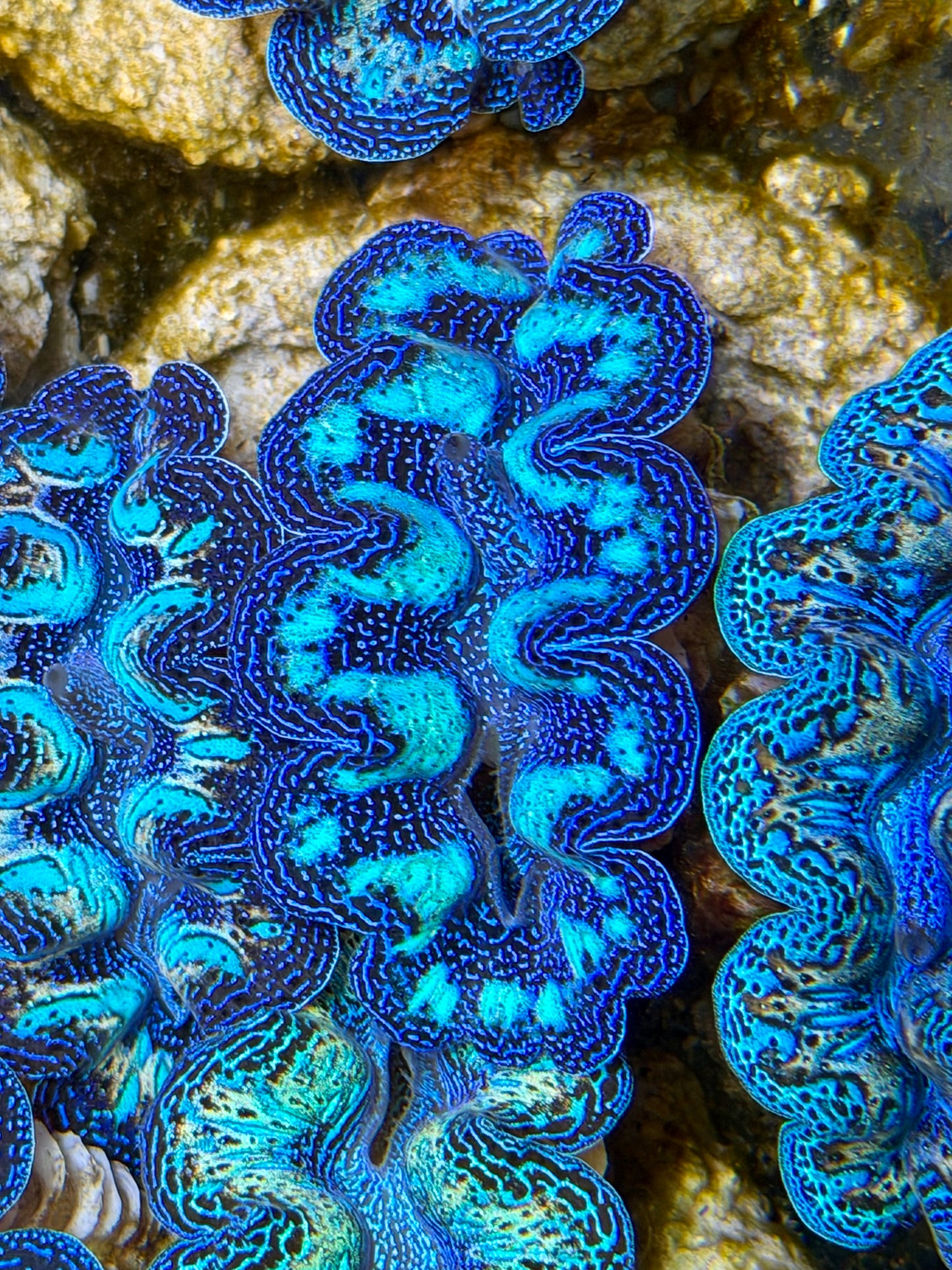 Ultra Crocea Clam Captive Bred B
