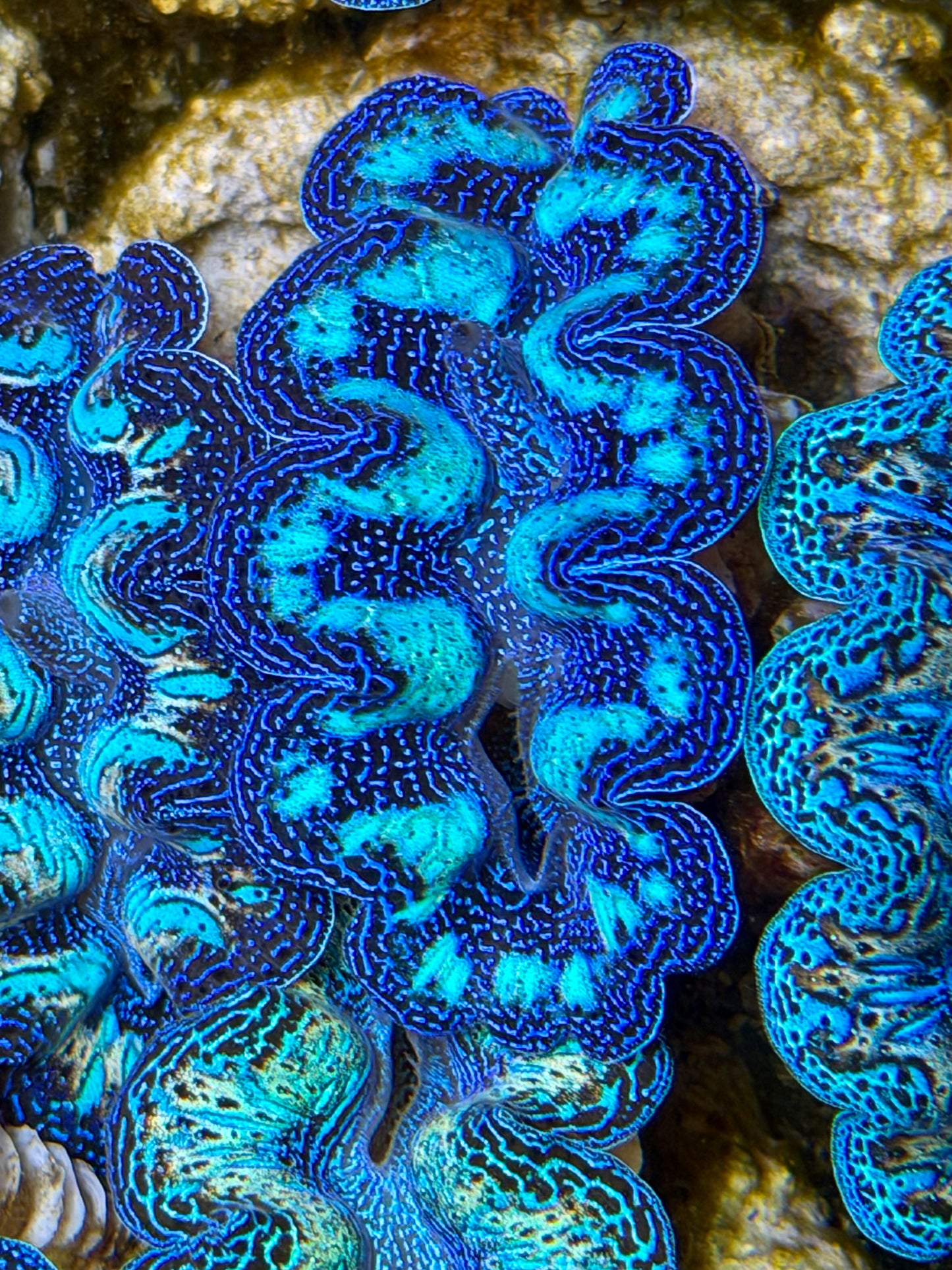 Ultra Crocea Clam Captive Bred B