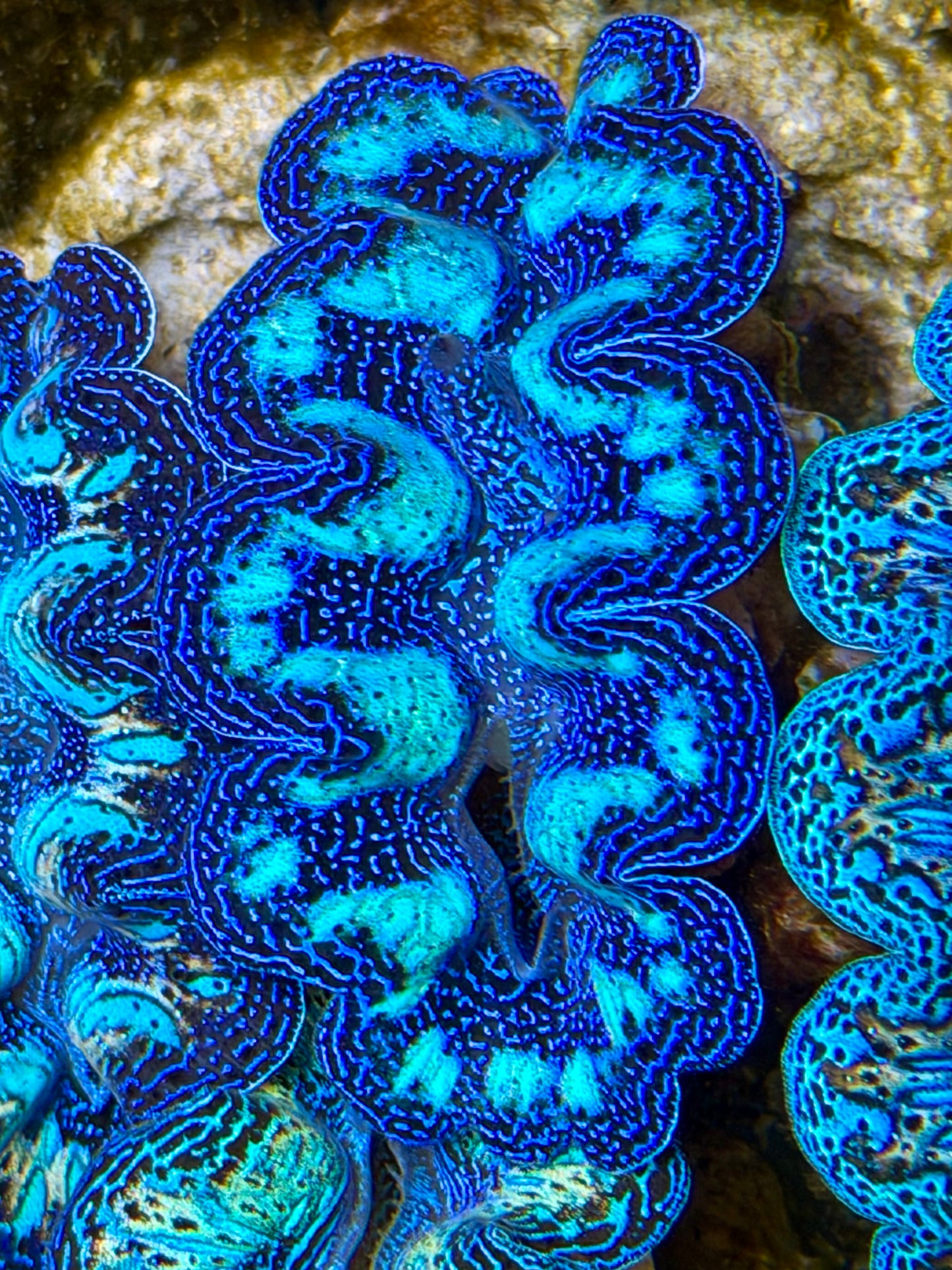Ultra Crocea Clam Captive Bred B