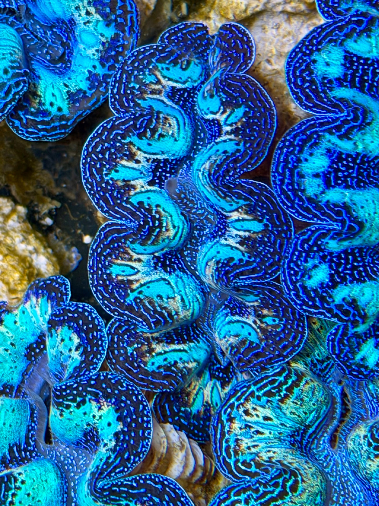 Ultra Rainbow Crocea Clam Captive Bred B