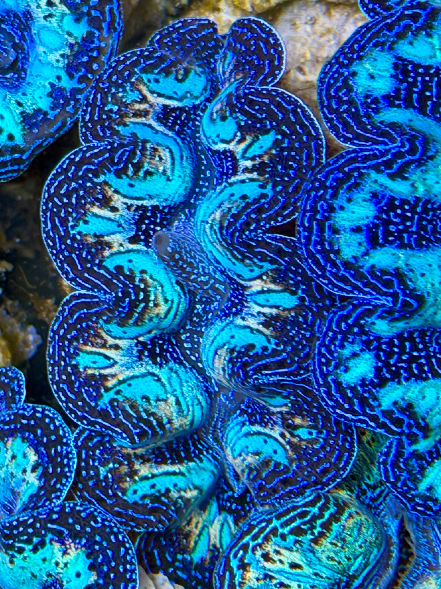 Ultra Rainbow Crocea Clam Captive Bred B