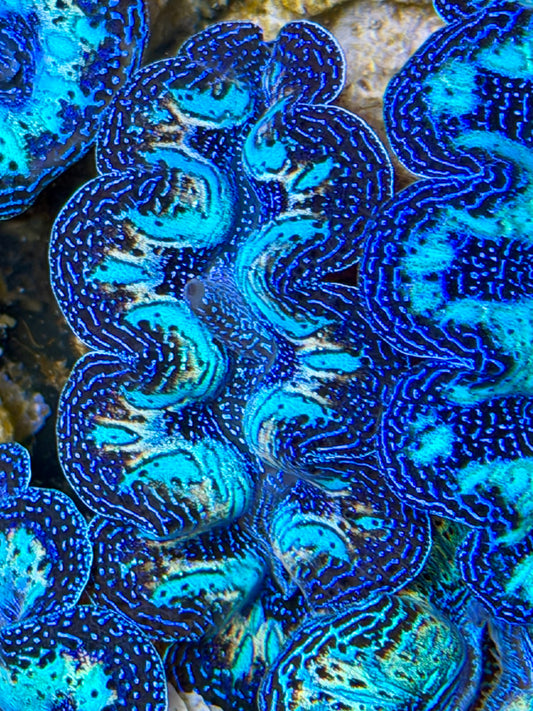 Ultra Rainbow Crocea Clam Captive Bred B