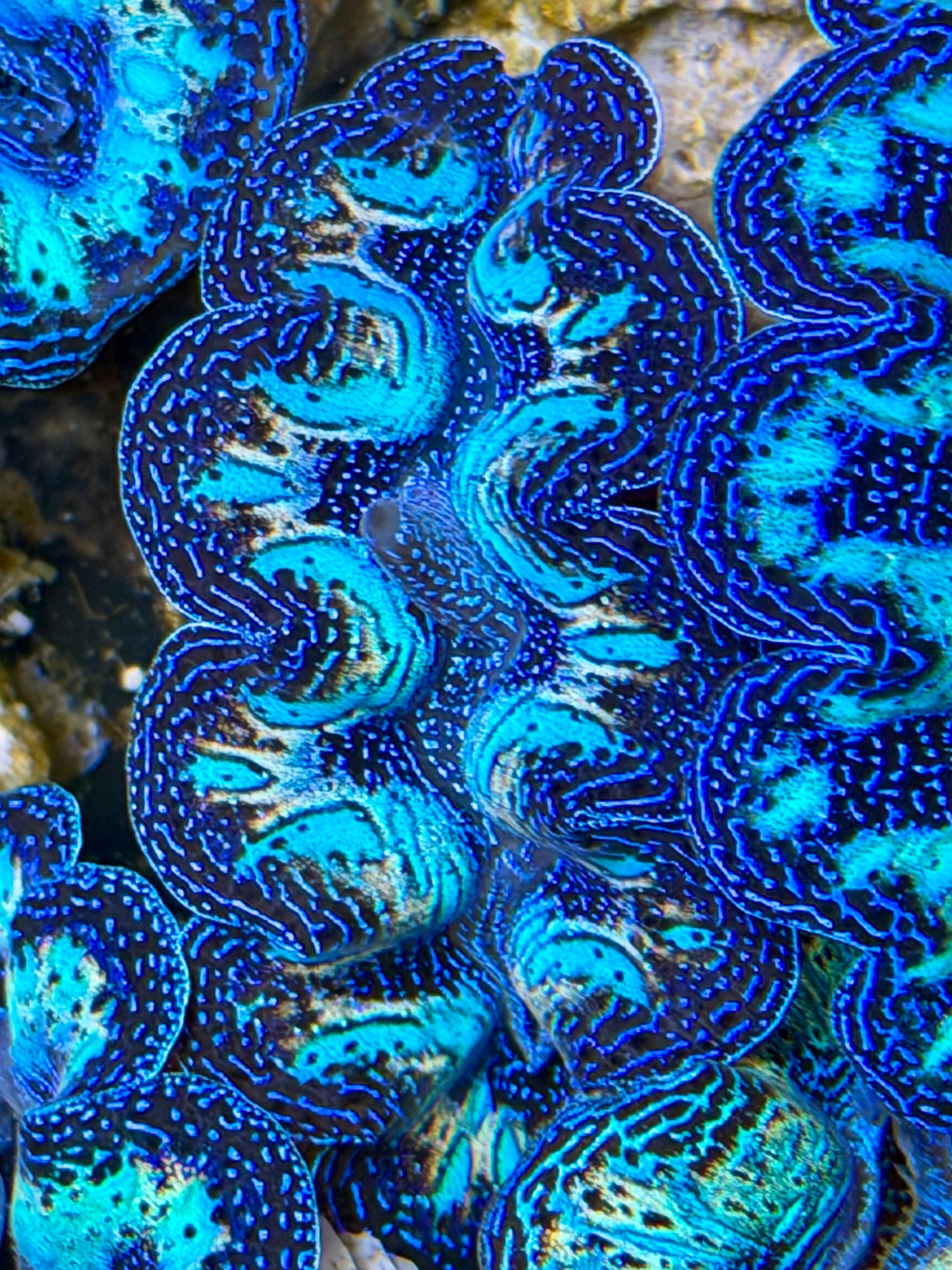 Ultra Rainbow Crocea Clam Captive Bred B