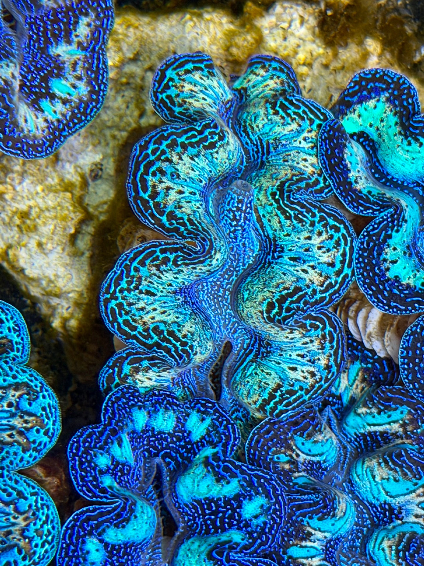 Ultra Rainbow Crocea Clam Captive Bred B