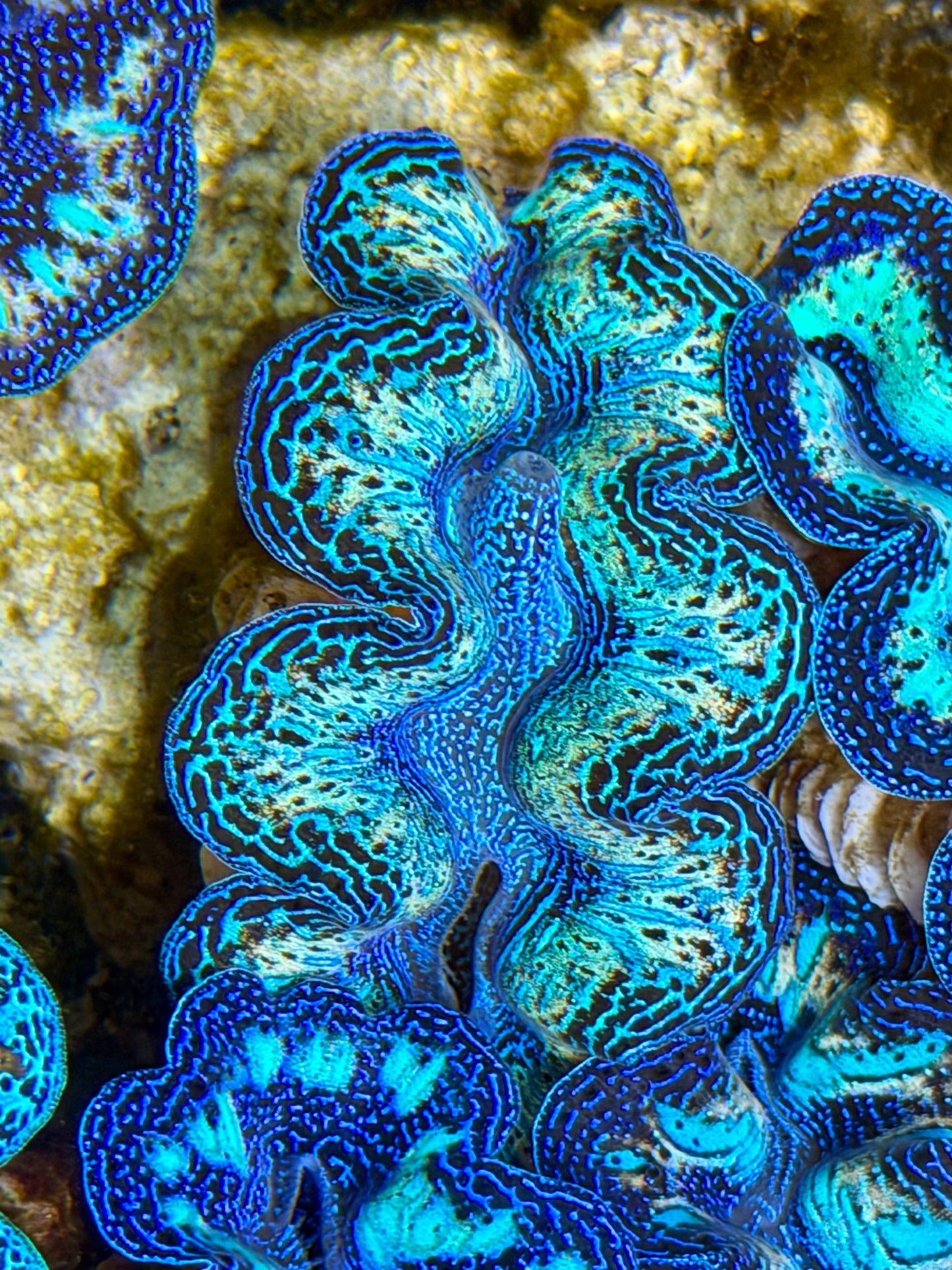 Ultra Rainbow Crocea Clam Captive Bred B