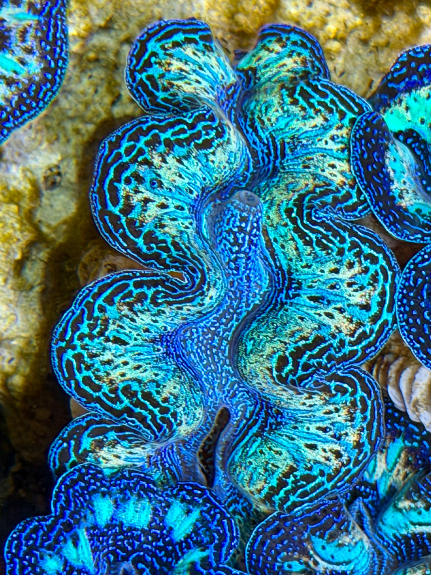 Ultra Rainbow Crocea Clam Captive Bred B