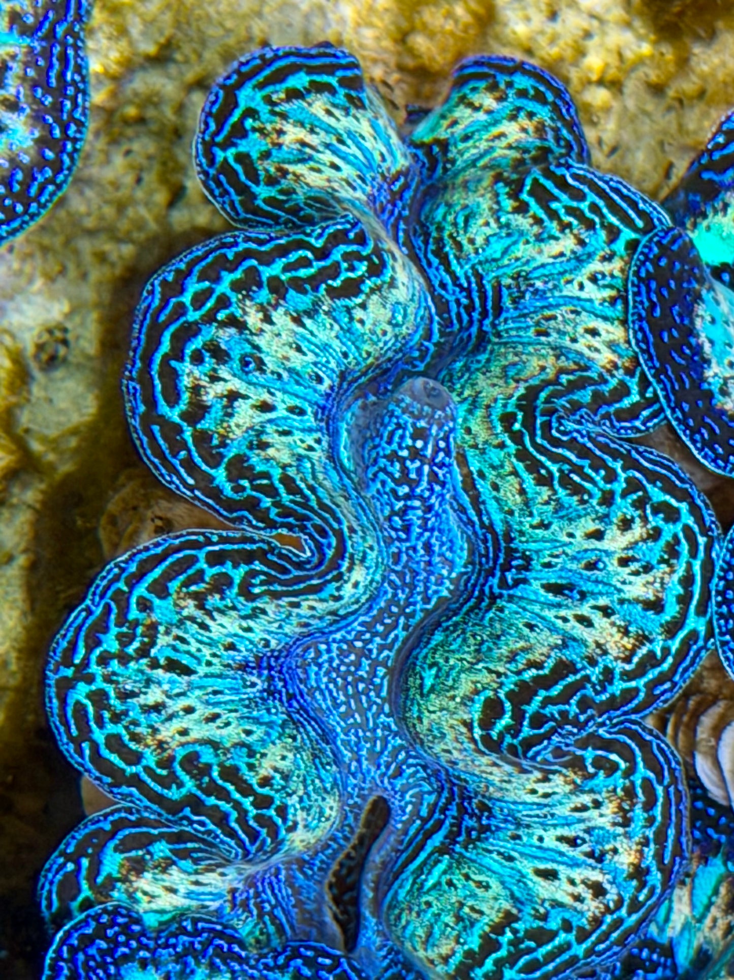 Ultra Rainbow Crocea Clam Captive Bred B