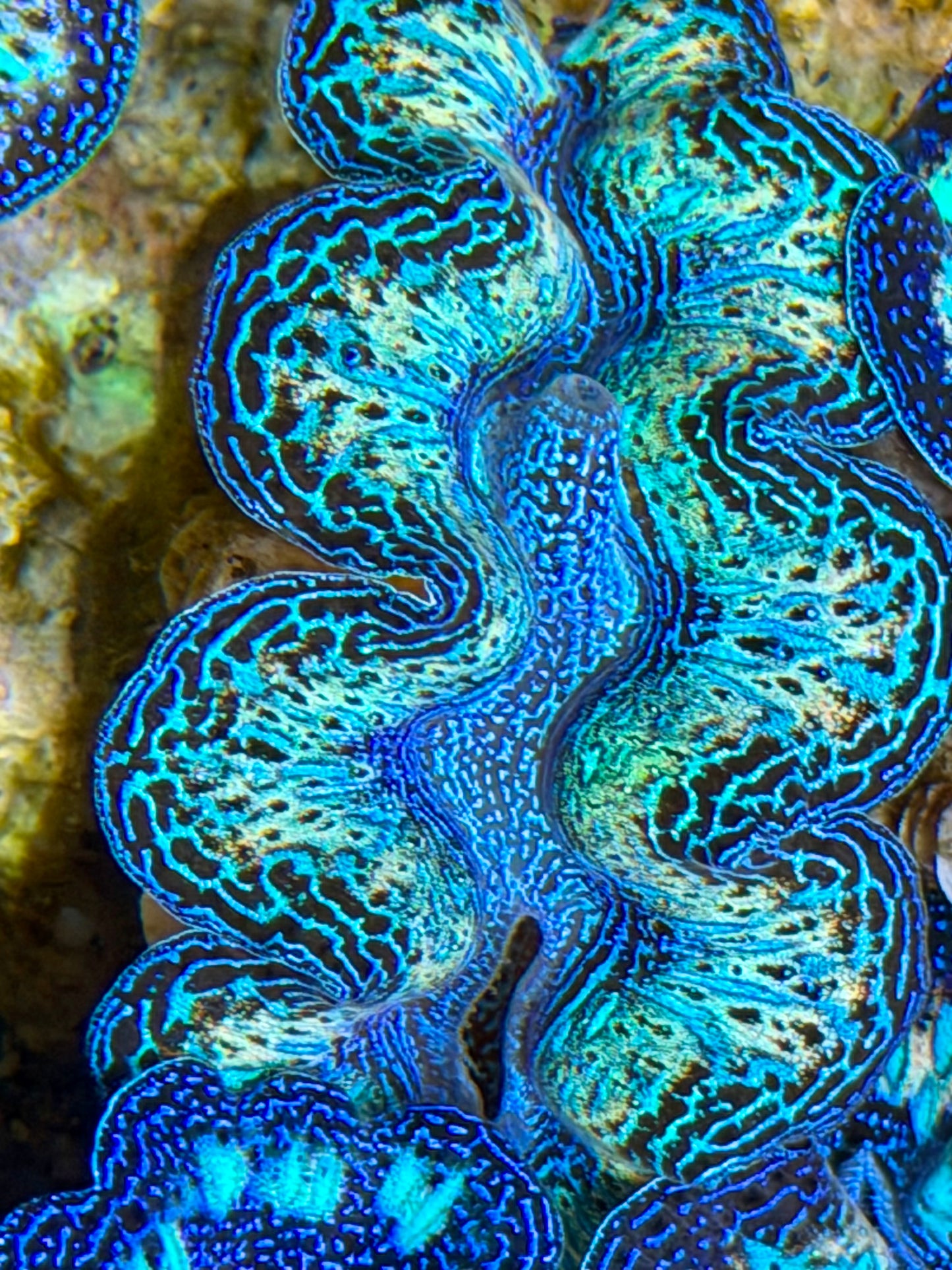 Ultra Rainbow Crocea Clam Captive Bred B