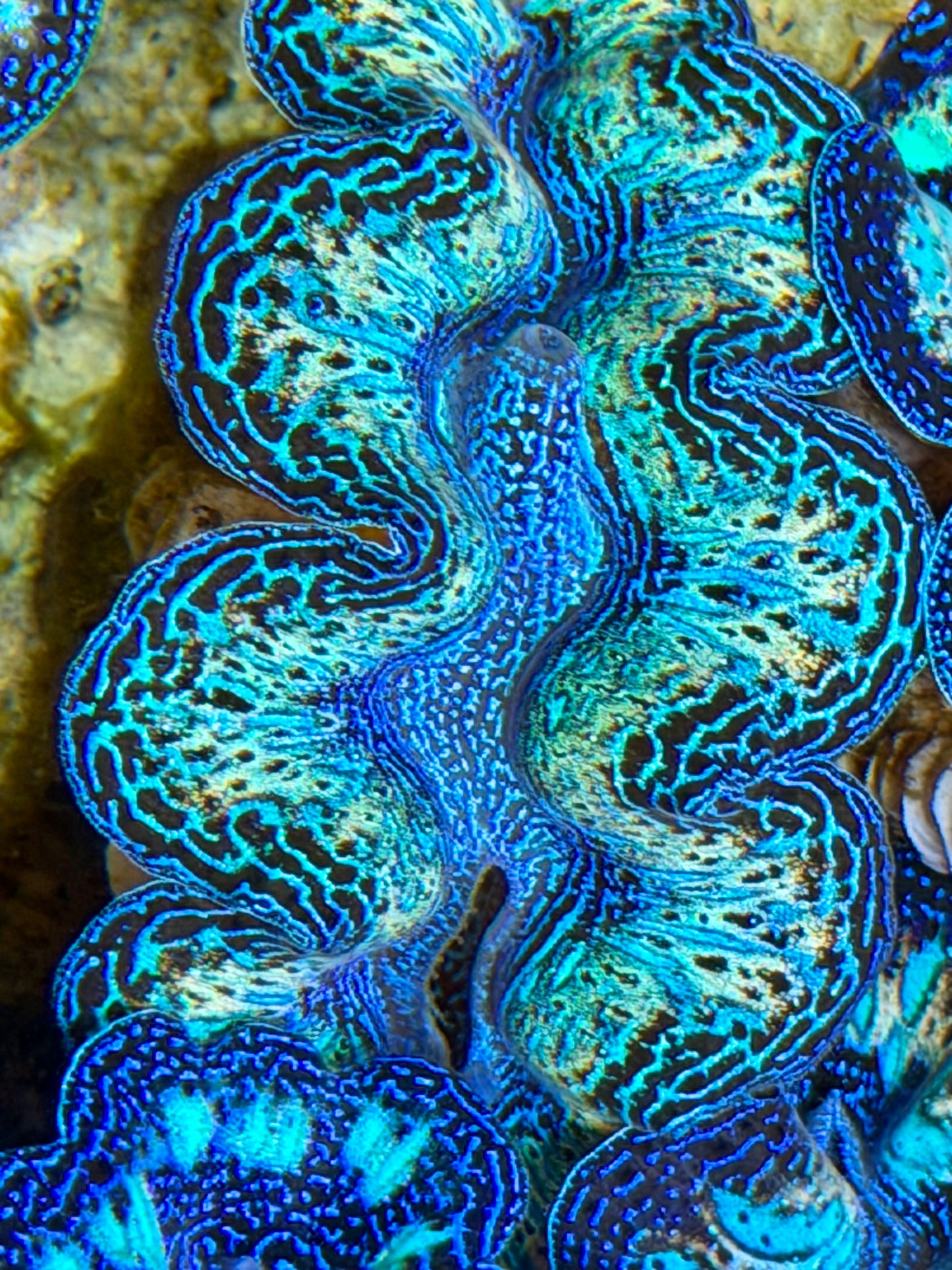 Ultra Rainbow Crocea Clam Captive Bred B