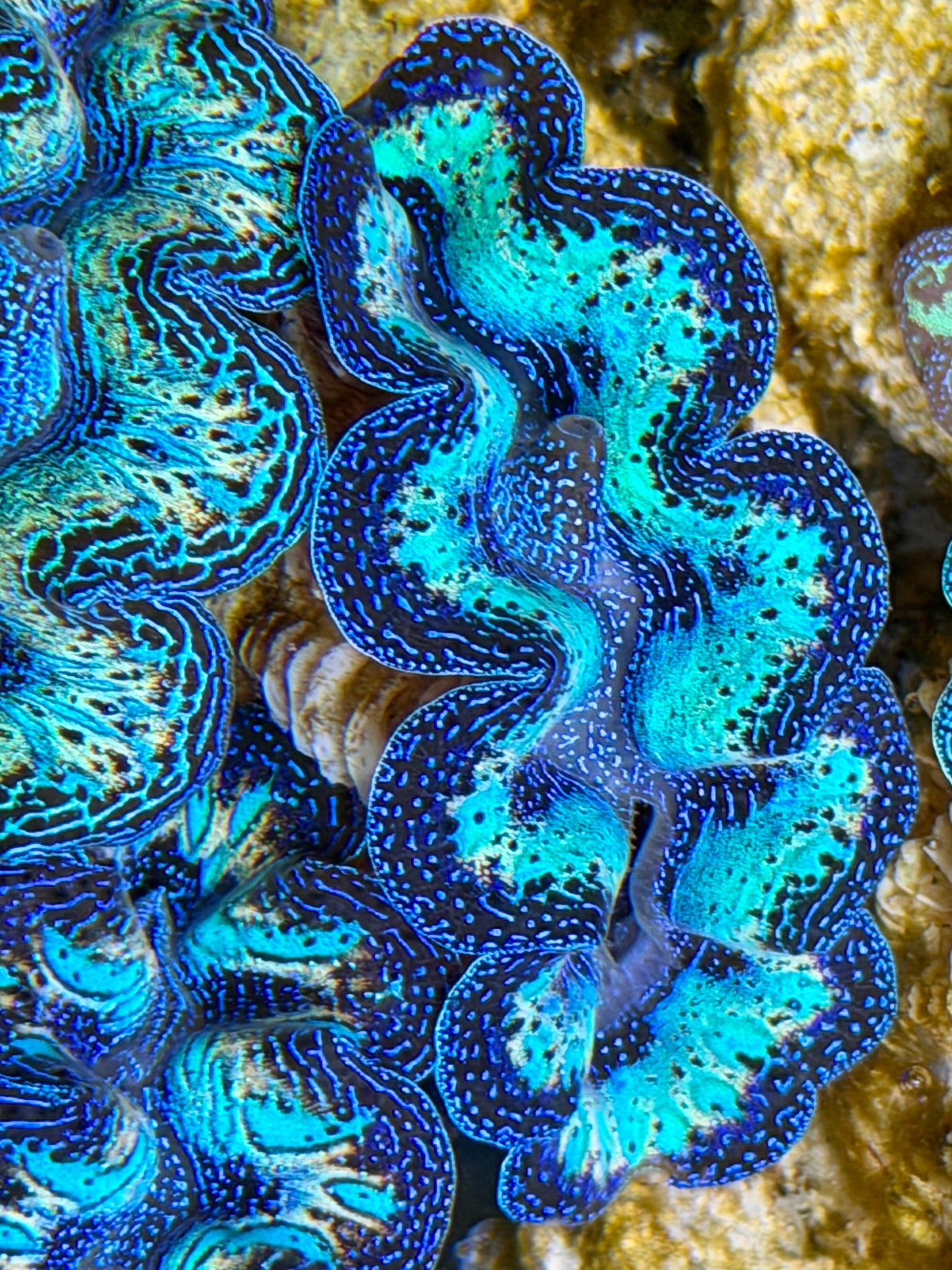 Ultra Rainbow Crocea Clam Captive Bred B
