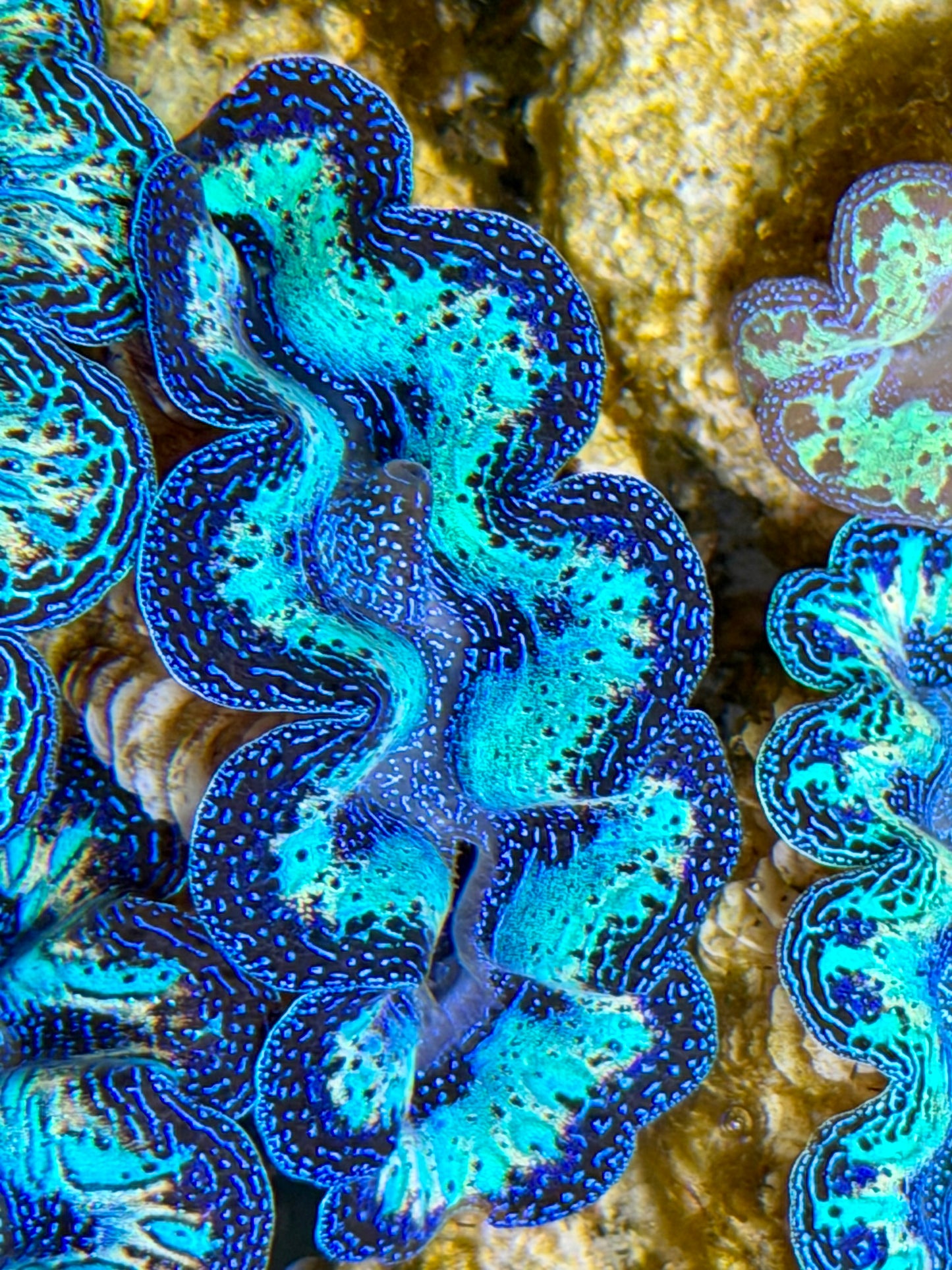 Ultra Rainbow Crocea Clam Captive Bred B